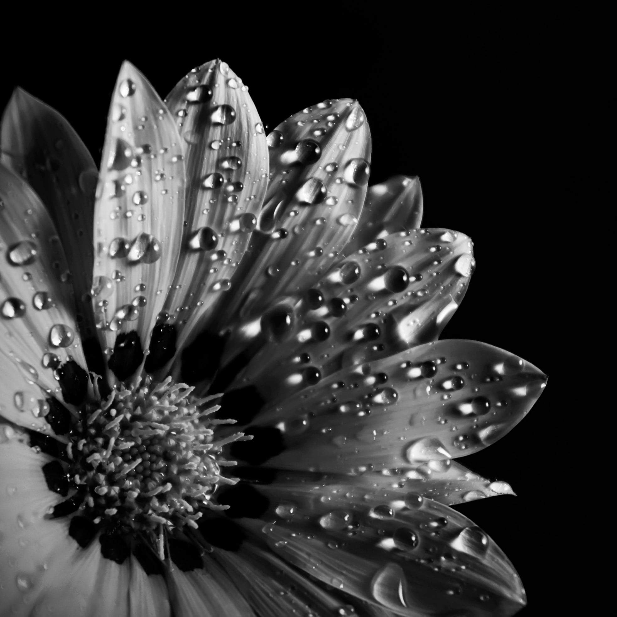 plant, 1080P, petal, black Background, drops, grayscale, gazania, black And White, flower Head, single Flower, macro, flower, water, close-up, photo, nature, Phone HD Wallpaper