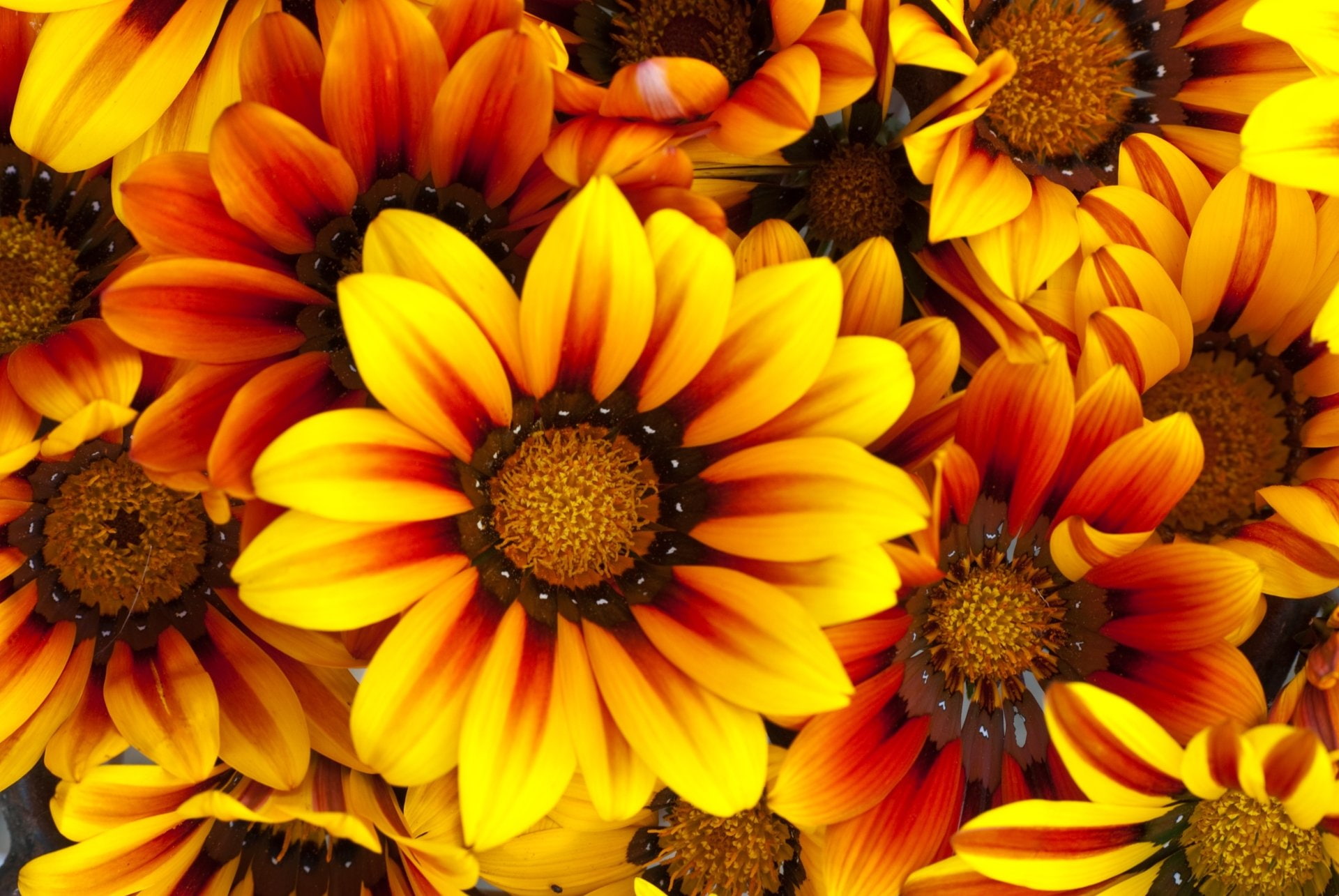 Gazania, Yellow Flower, 1080P, Flower, Flowers, Earth, HD Wallpaper