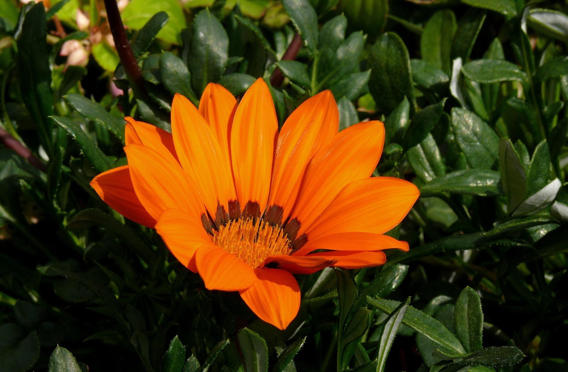 plant, orange, no people, nature, flower head, freshness, orange color, vulnerability, inflorescence, flowering plant, bright, beauty in nature, gazania, HD Wallpaper
