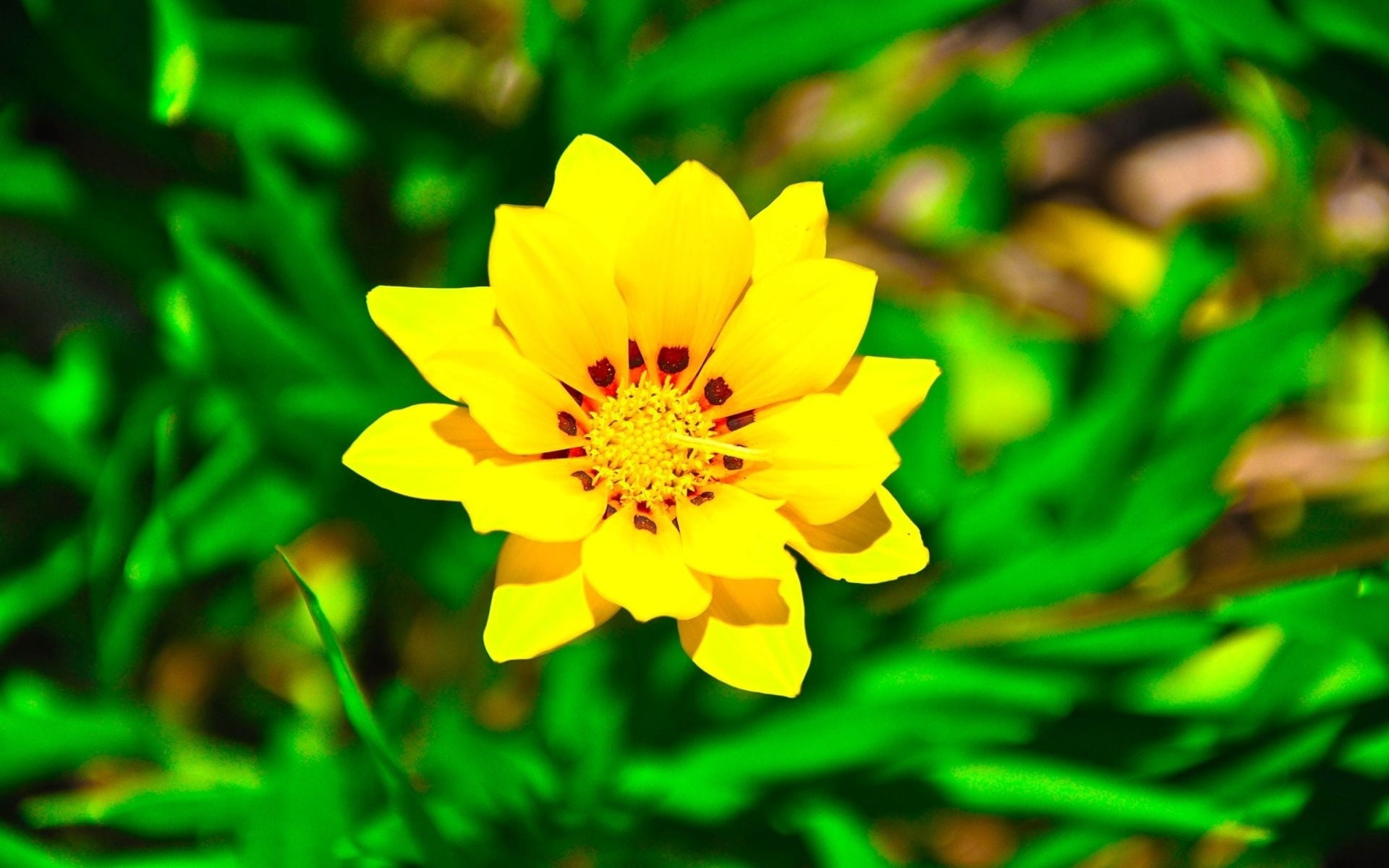 bright, daisy, sunlight, flower Head, pollen, springtime, outdoors, freshness, vibrant Color, flowerbed, fragility, season, growth, green, formal Garden, HD Wallpaper