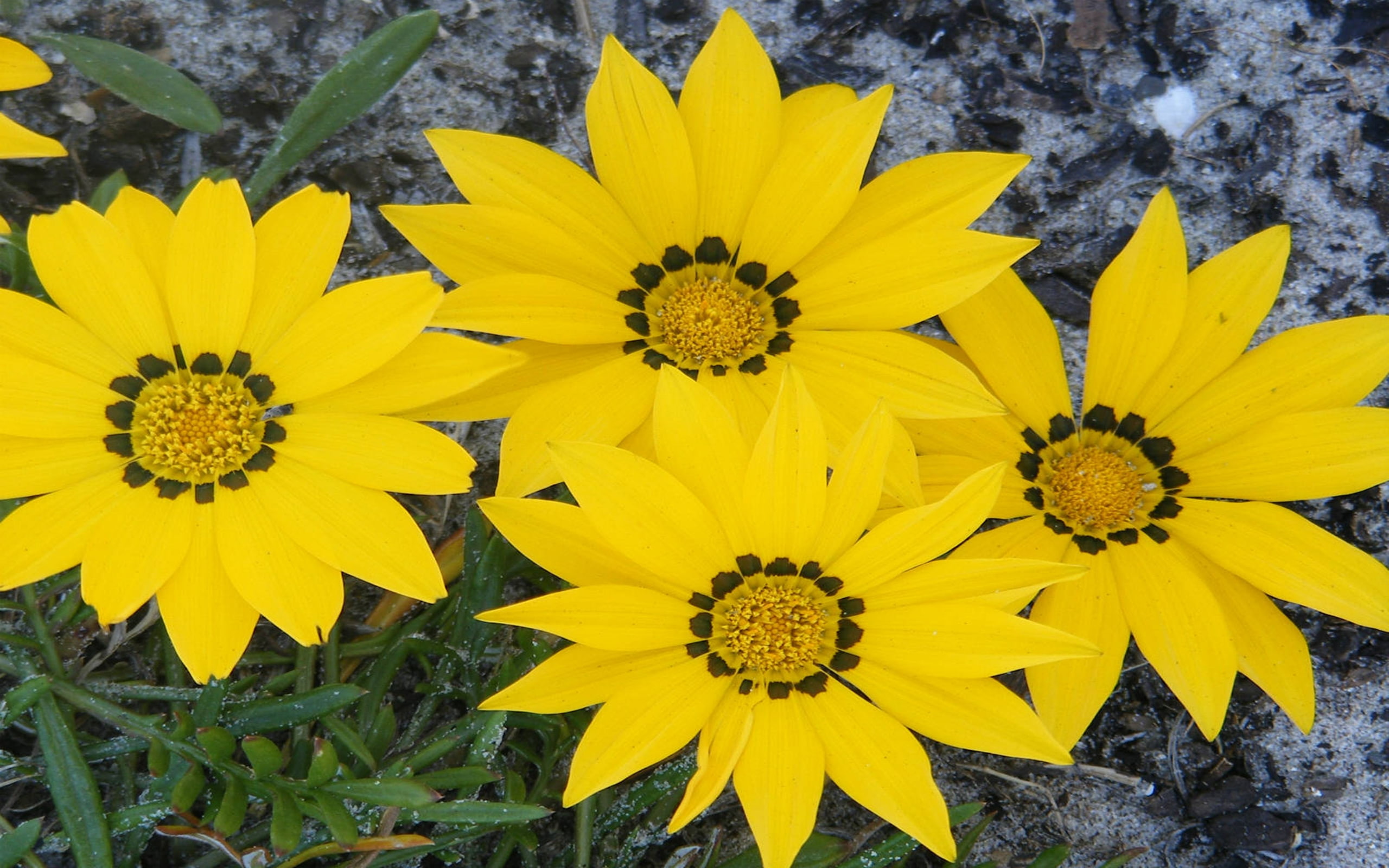 treasure, 2K, flower, gazania, linearis, HD Wallpaper