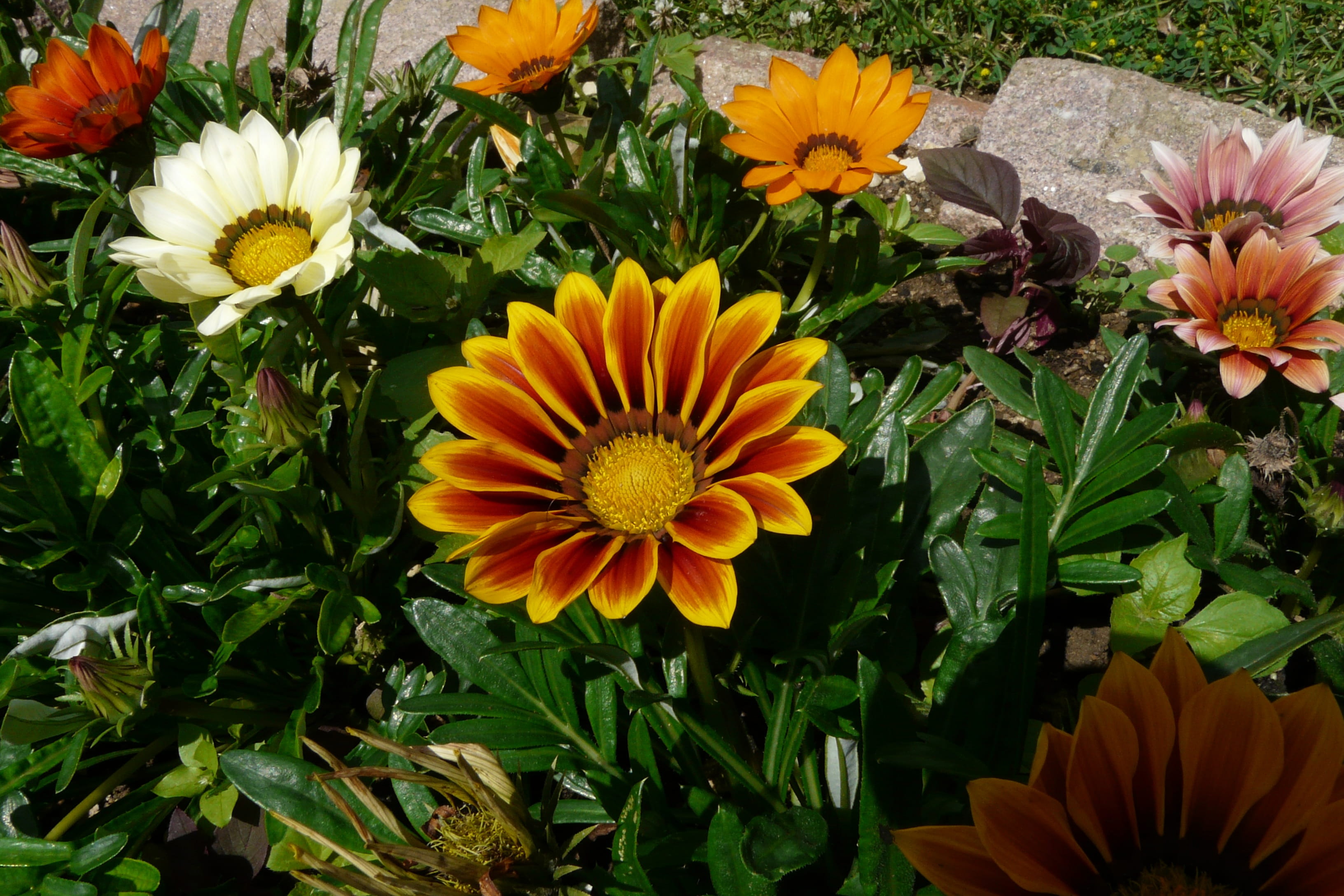 vulnerability, day, petal, 2K, flower, france, fragility, summer, Flowers, Orange, leaf, plant part, outdoors, close-up, gazania, flower head, Gazania Rigens, HD Wallpaper