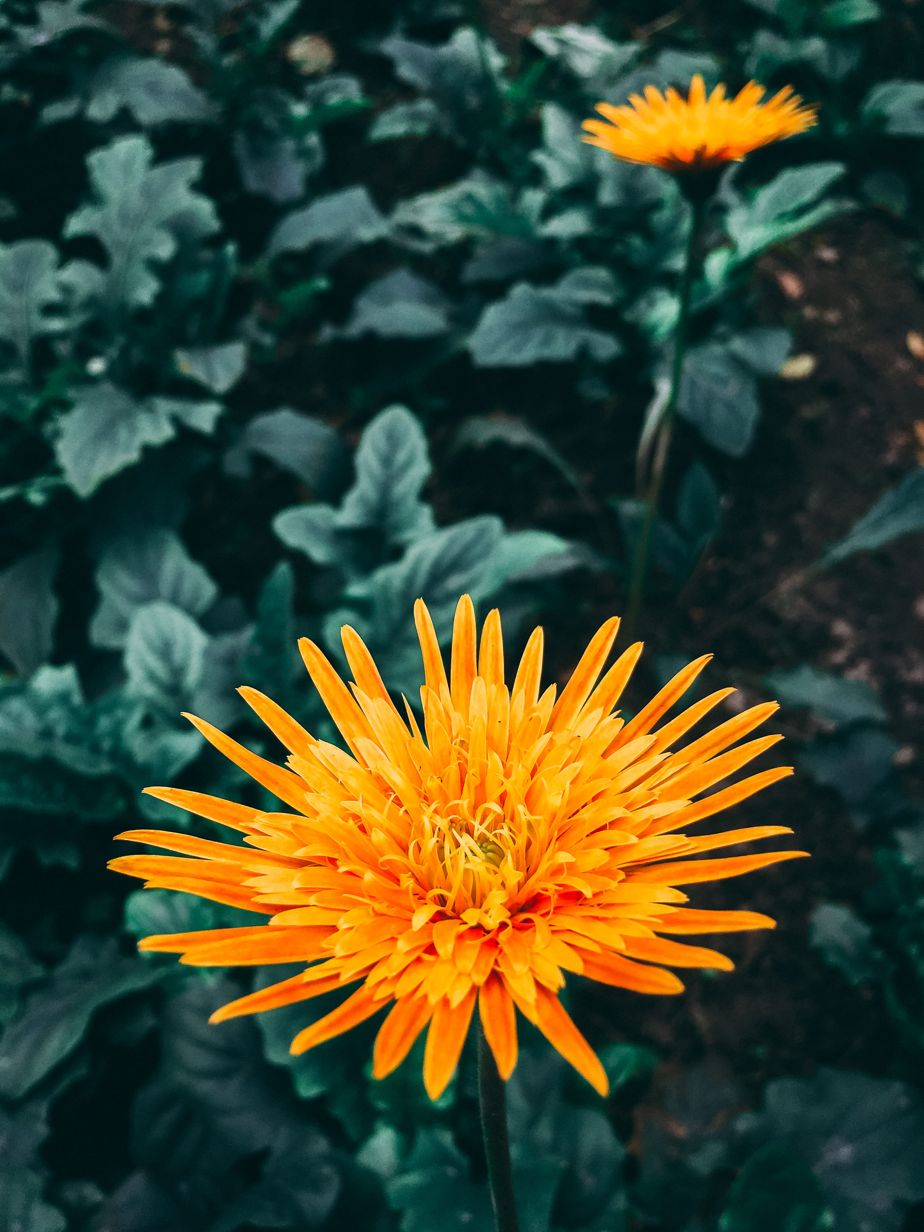 flower head, #iphone, freshness, #wallpaper, pollen, flower, hanoi, outdoors, focus on foreground, beauty in nature, close-up, inflorescence, nature, vulnerability, Phone HD Wallpaper
