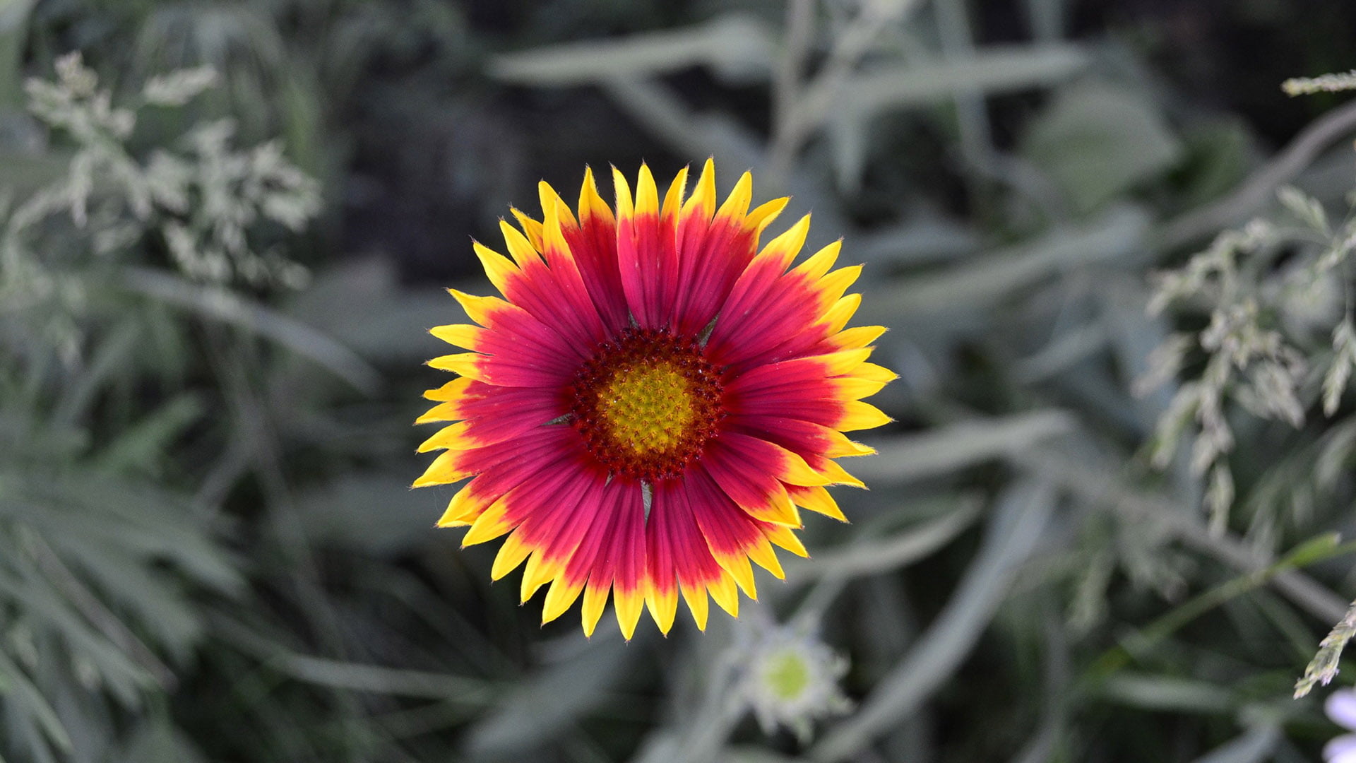 natural, flowering plant, gerbera, botany, life, spring, colorful, flower, sunflower, fresh, growth, vulnerability, blooming, head, petal, pink, yellow, HD Wallpaper