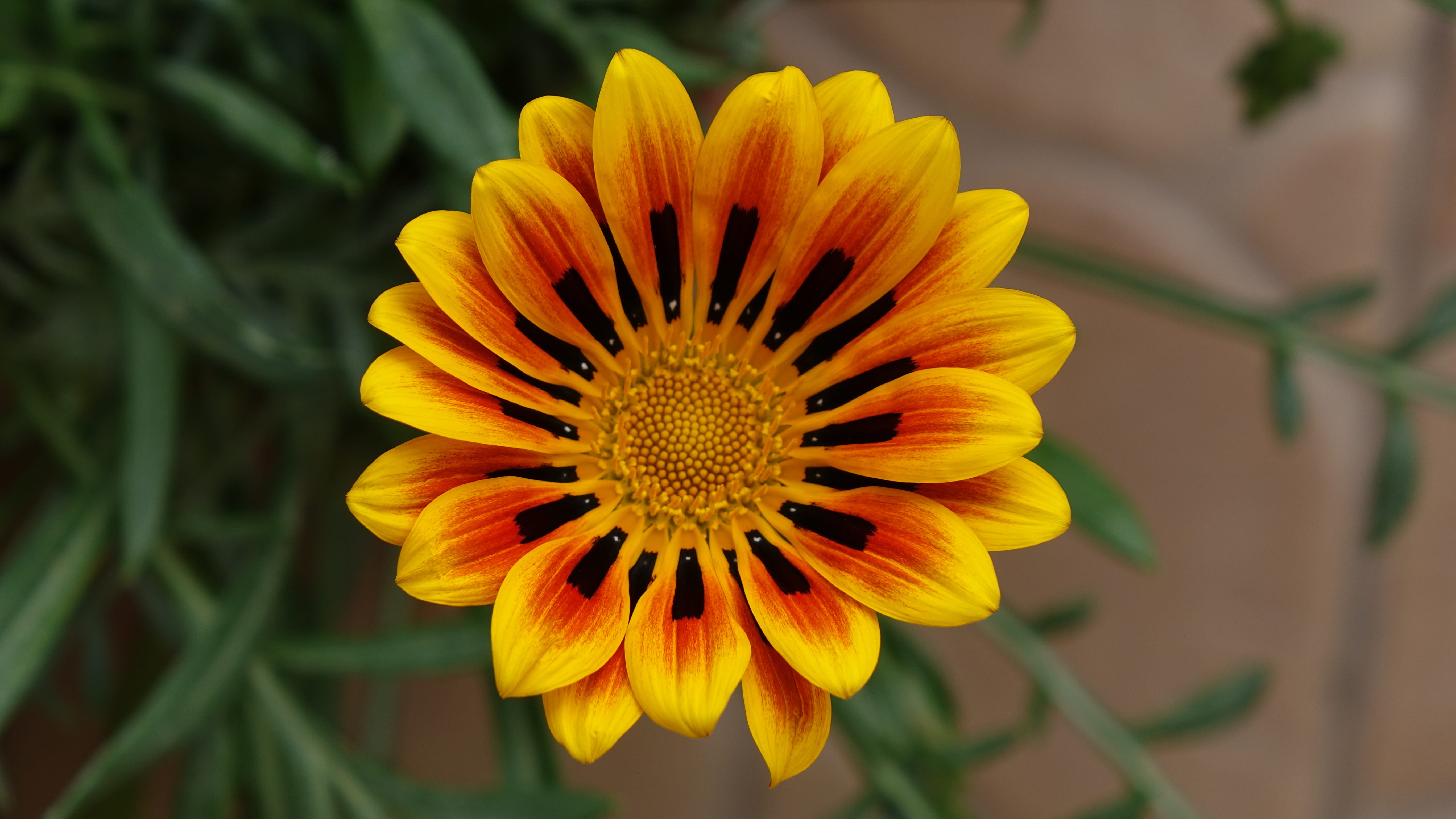 sunshine, gentle, serenity, photography, flowering plant, colorful, idyllic, blooming, flower, exotic, close, fragility, day, beauty in nature, focus on foreground, HD Wallpaper