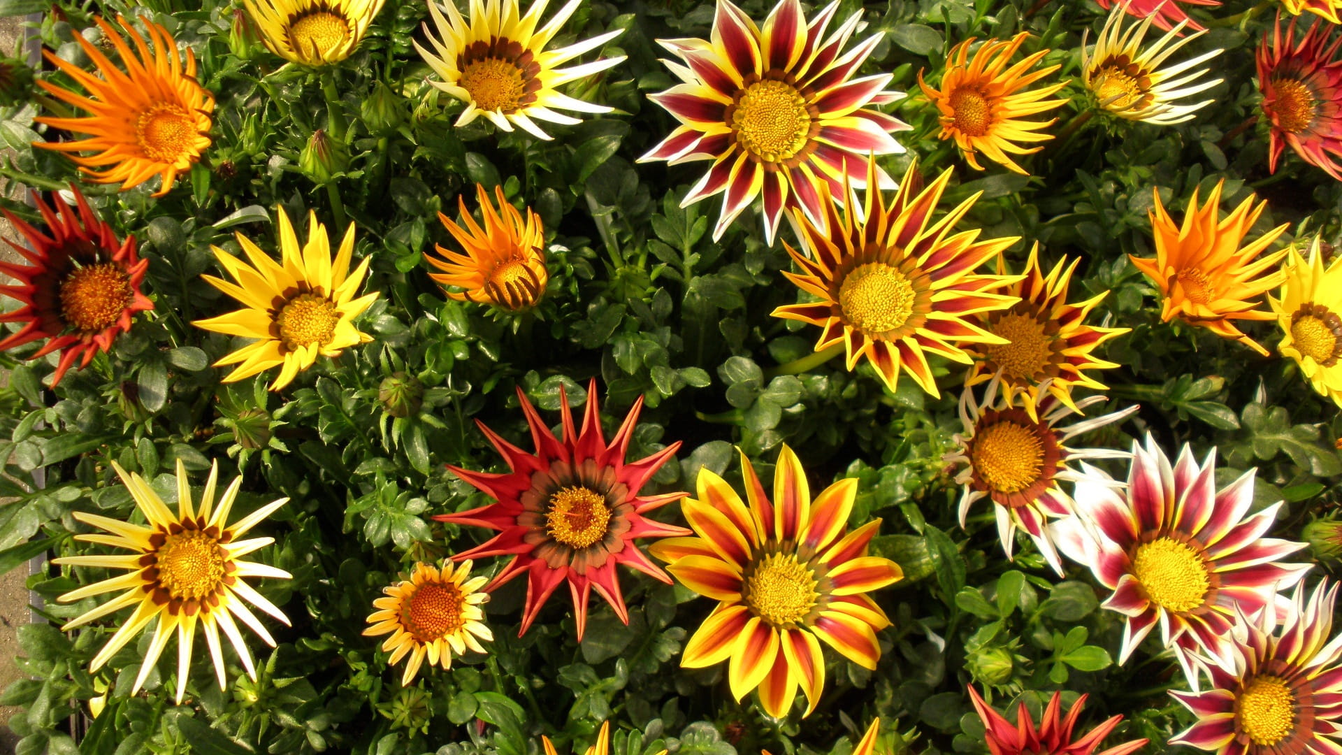day, pollen, close-up, Plant, freshness, no people, high angle view, 1080P, Flowers, petal, fragility, Colorful, flower head, Gazania, flowering plant, HD Wallpaper
