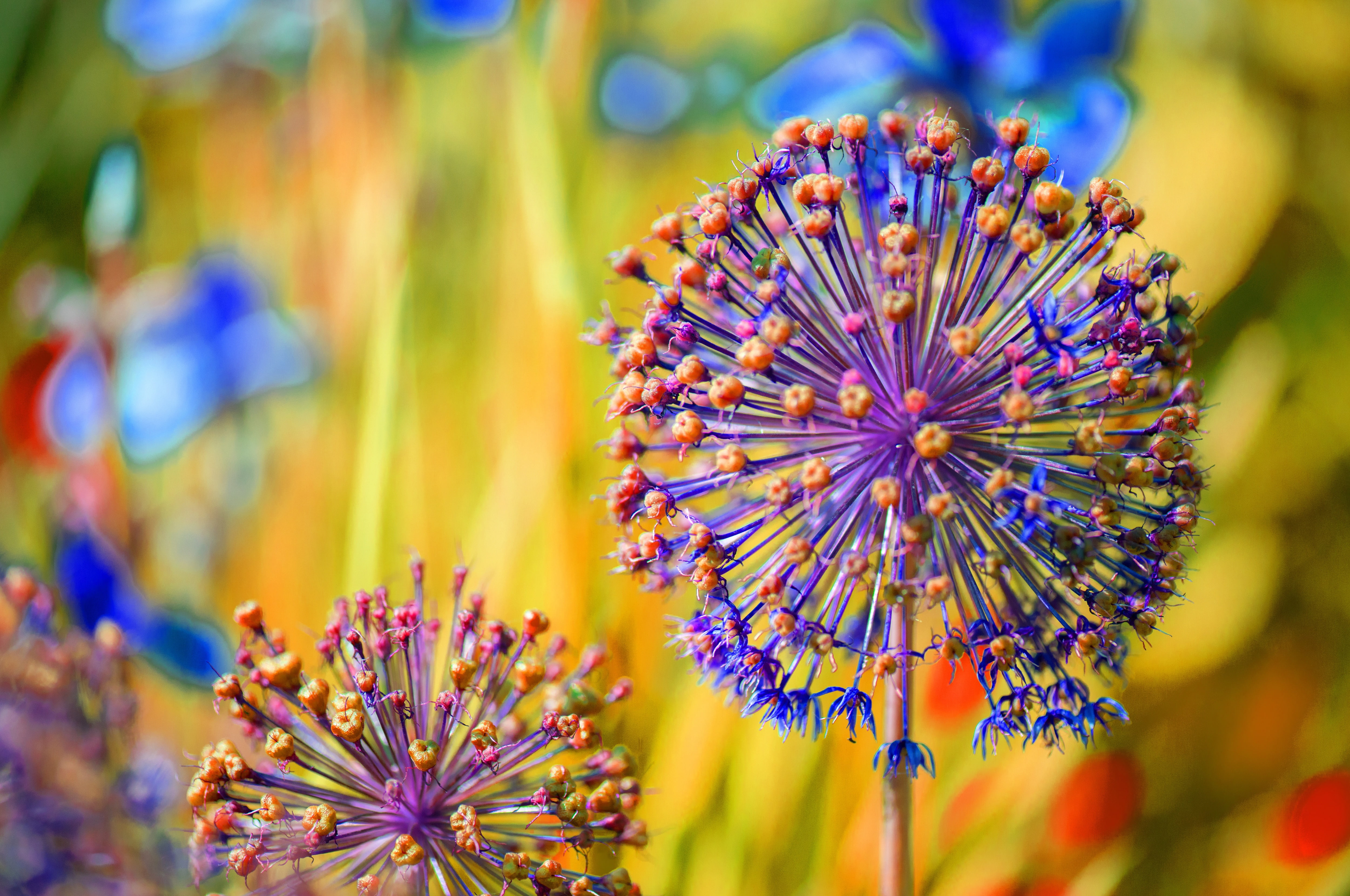 Allium carinatum, 4K, 4K, HD Wallpaper