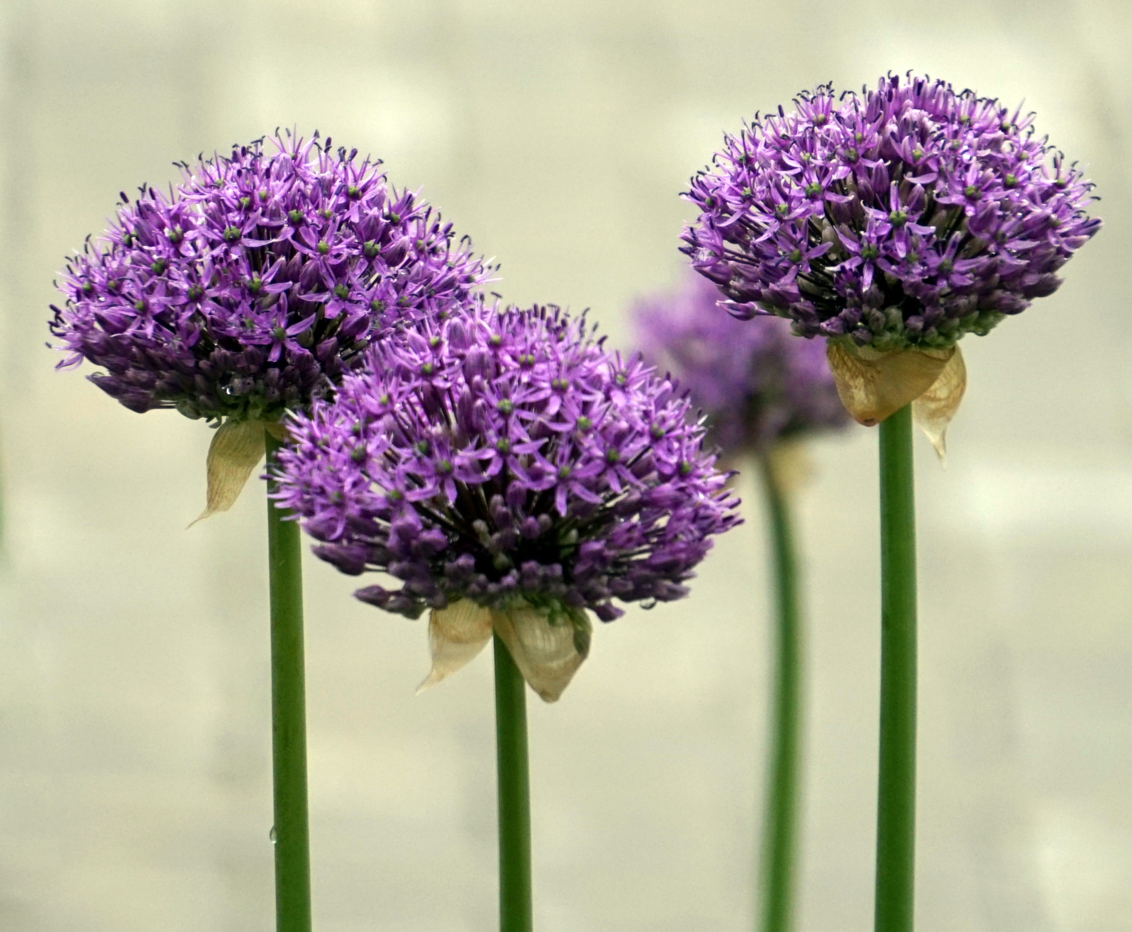 outdoors, spring, day, food, focus on foreground, plant stem, sepal, ornamental onion, freshness, blossom, plant, growth, close-up, allium, flowering plant, HD Wallpaper