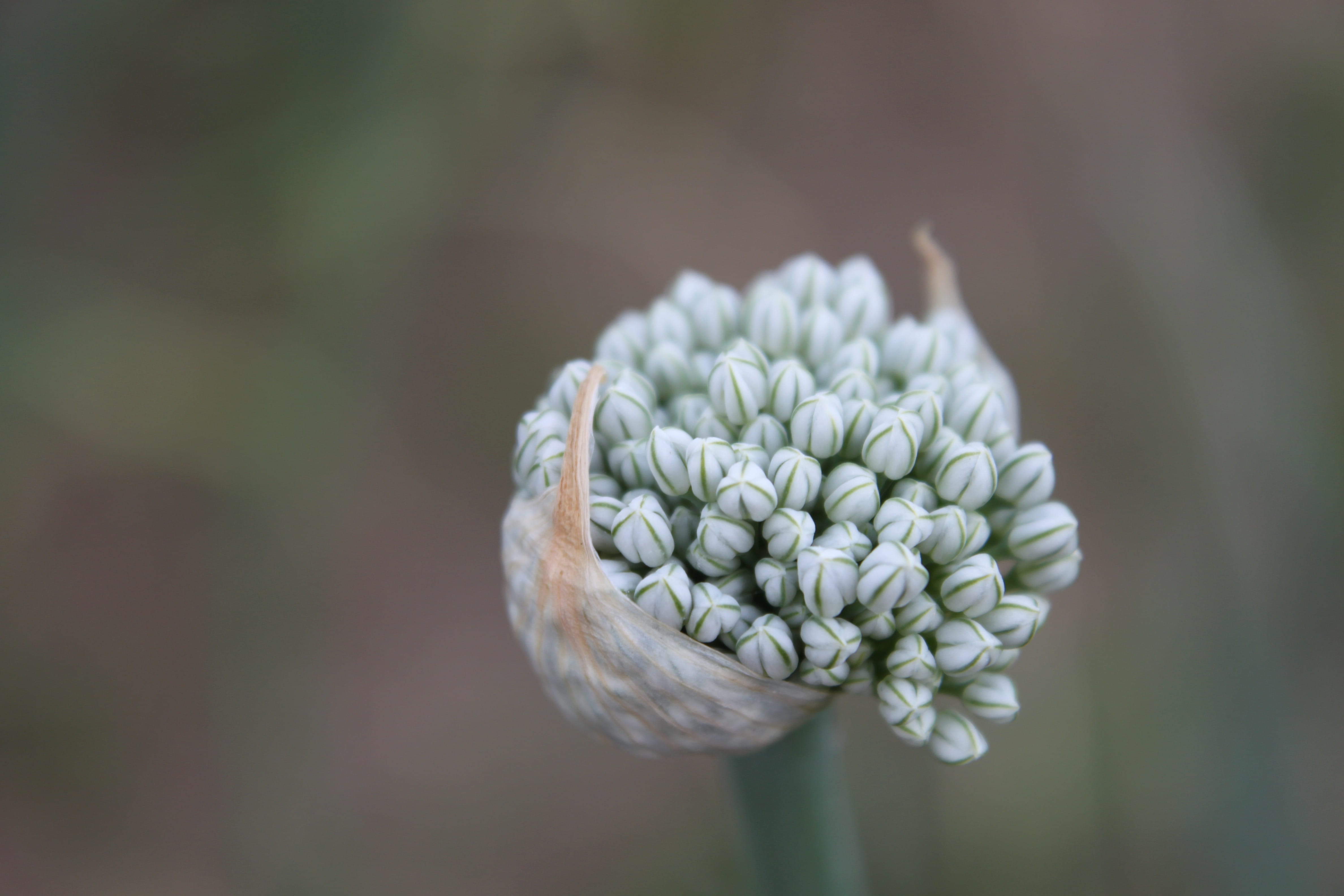 vulnerability, outdoors, garden, springtime, plant, beauty in nature, flower head, onion, buds, seeds, white color, flowers, growth, agriculture, petal, HD Wallpaper