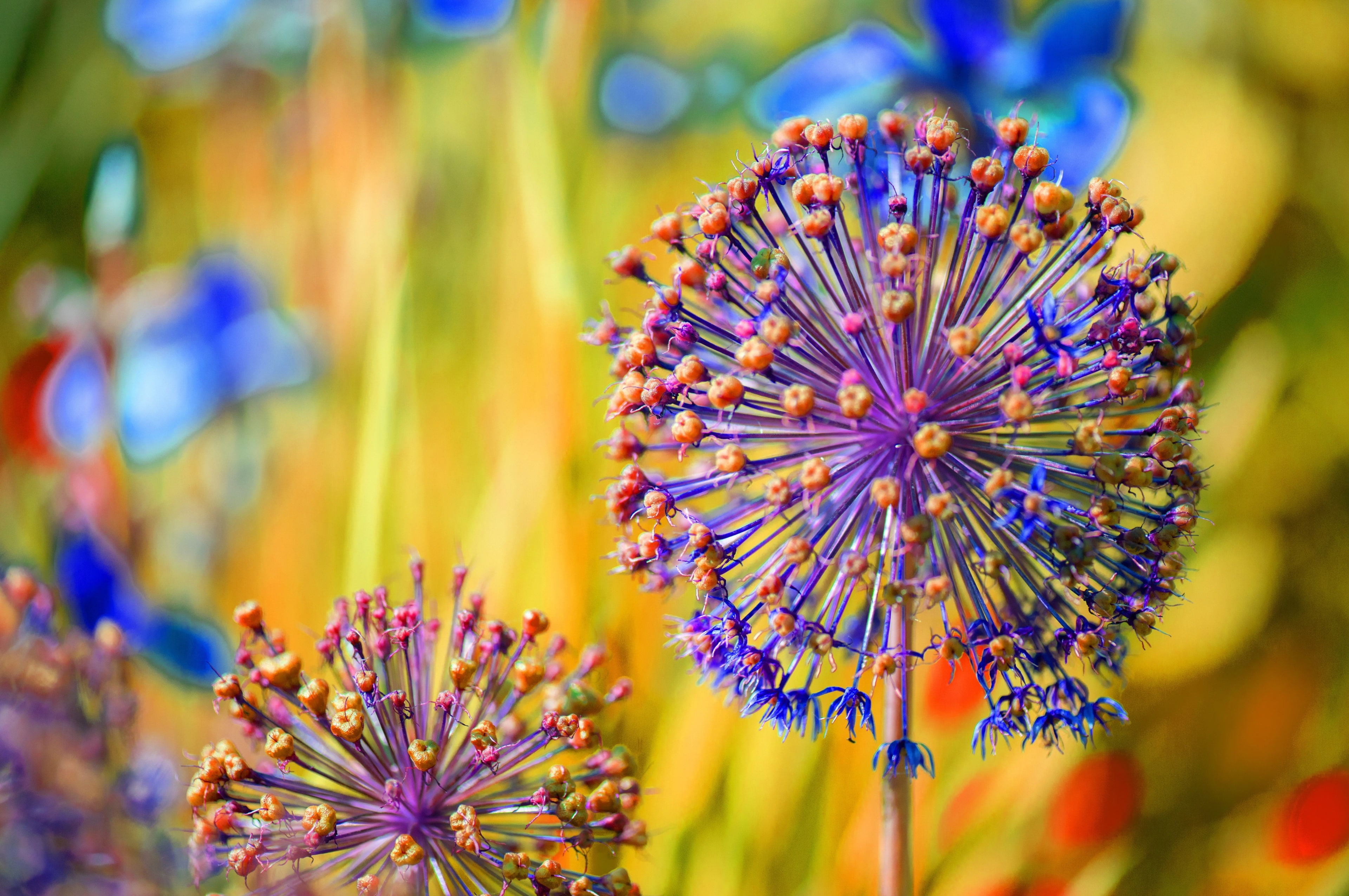 allium carinatum 4k full hd  high resolution, 4K, HD Wallpaper