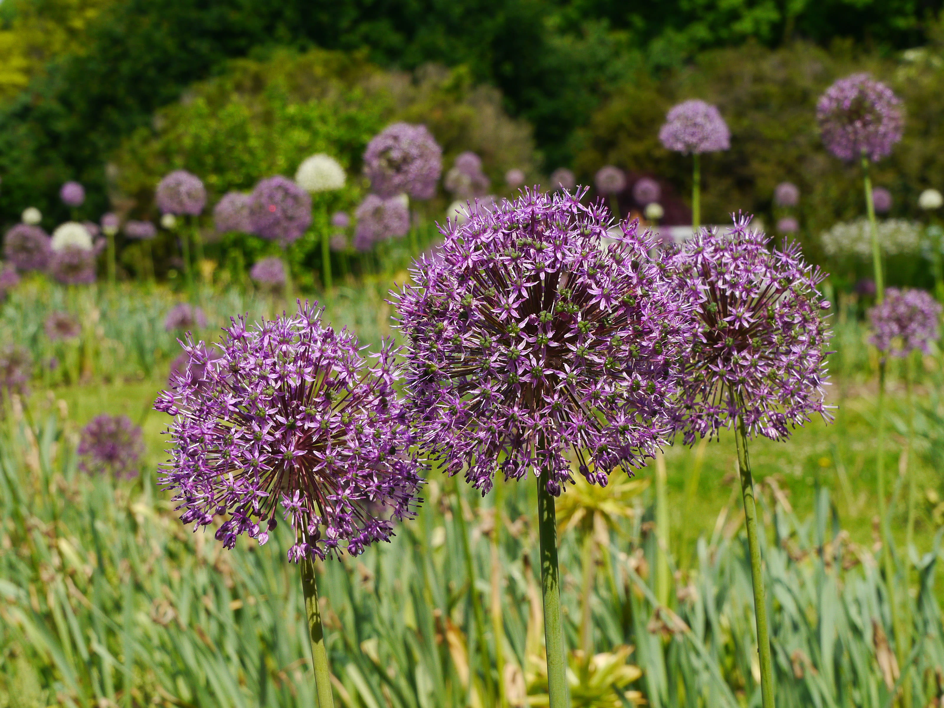 allium, allium giganteum, nature, pictures of flowers, vulnerability, flowers photos, onion, flowers, close-up, garlic, inflorescence, land, allium scorodoprasum, HD Wallpaper