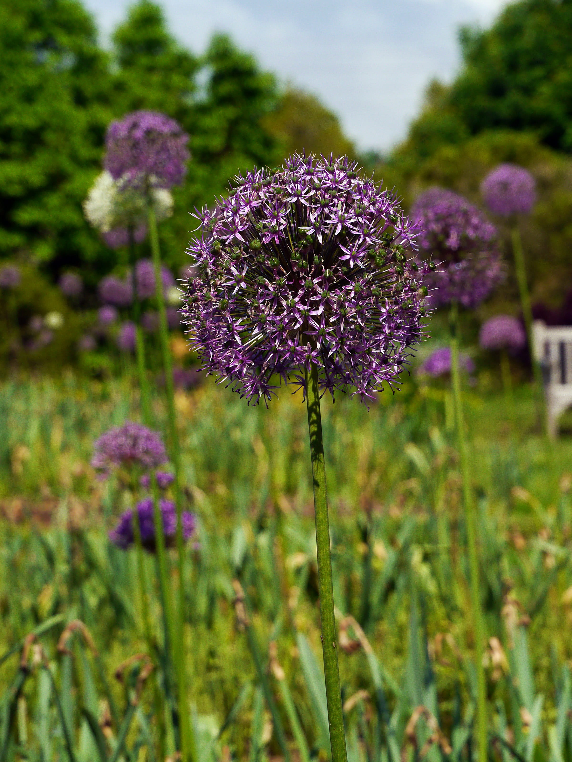 outdoors, lavender, growth, stock pictures, flower images, nature, flower, bloom, onion, field, day, garlic, freshness, close-up, allium, flowering plant, Phone HD Wallpaper