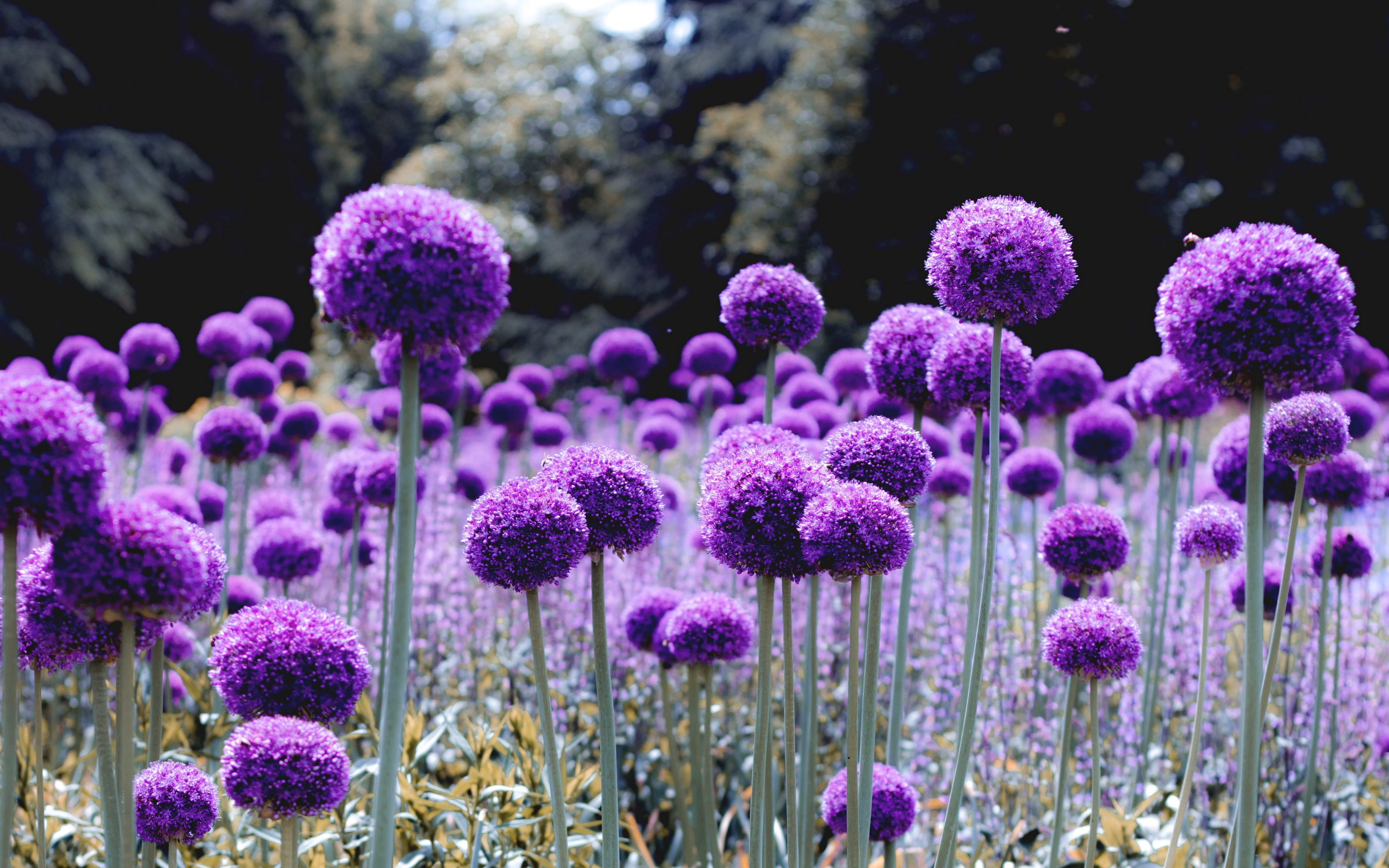 4K, Allium, Flower, Nature, Purple Flower, Earth, HD Wallpaper