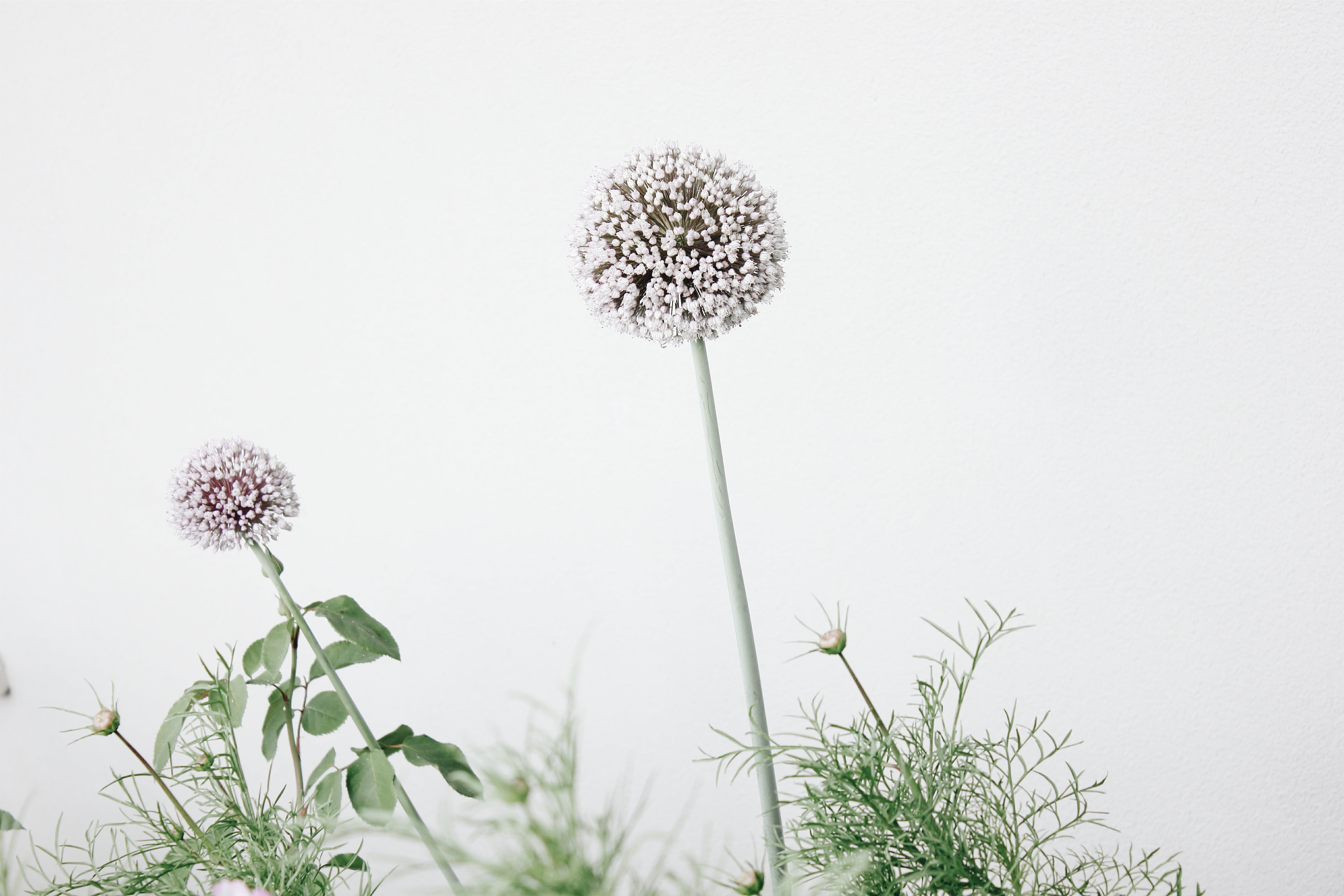 day, white, plant stem, 5K, closeup, fragility, plant, growth, floral background, springtime, purple, inflorescence, freshness, outdoors, no people, summer, HD Wallpaper