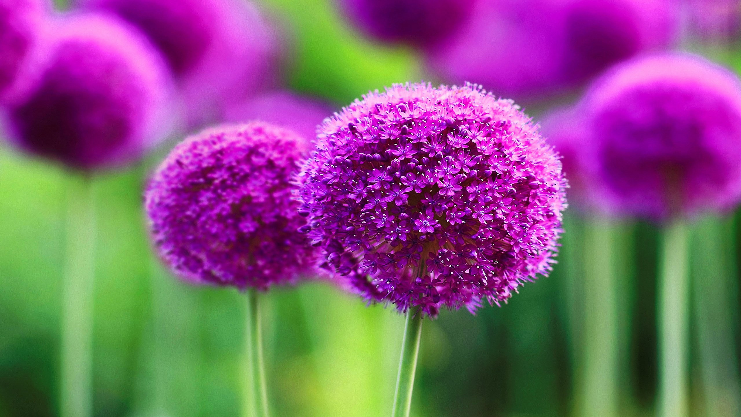 2K, allium, HD Wallpaper