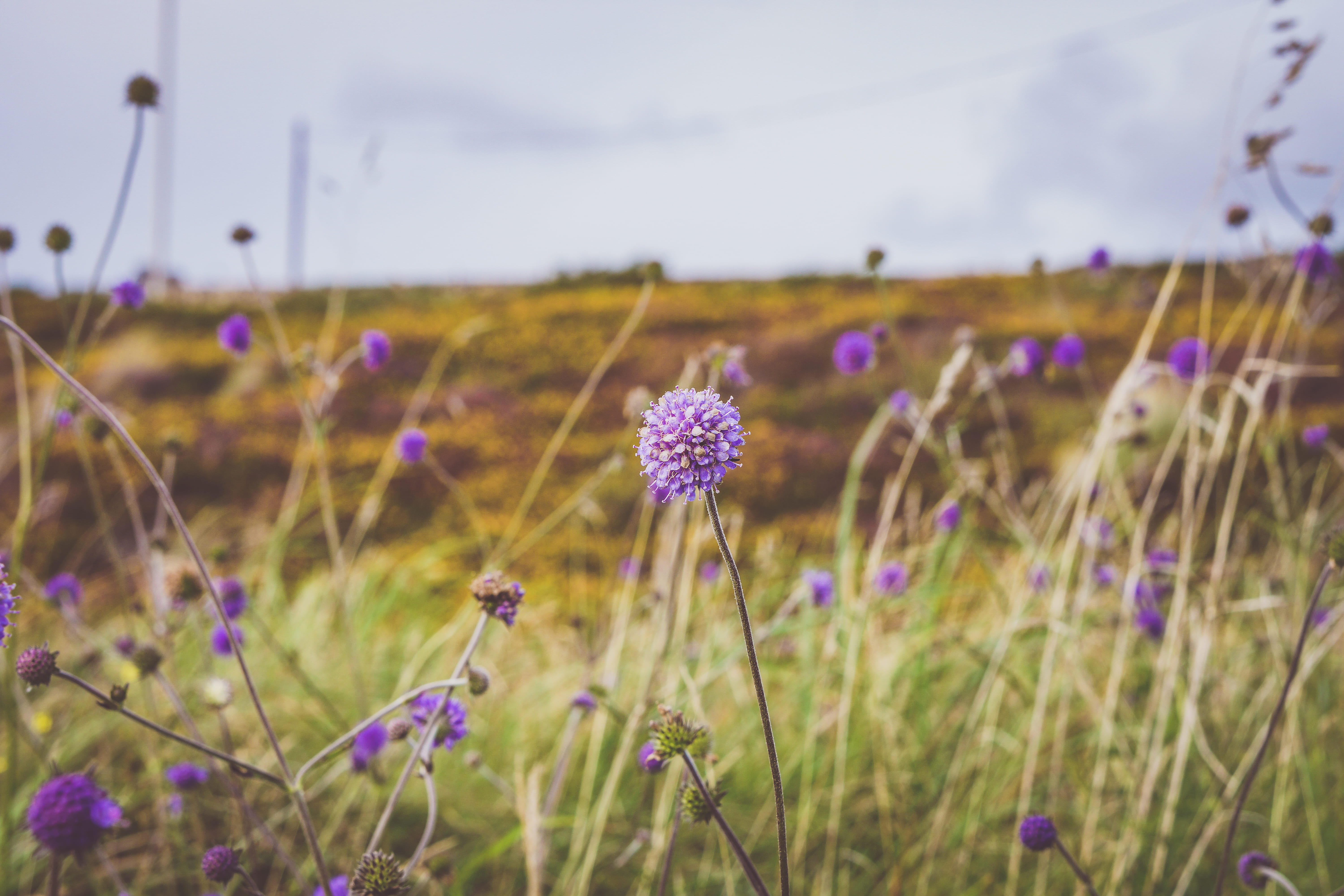wild flowers, close-up, connemara, tranquility, coastal, fragility, purple, countryside, nature, outdoors, 5K, blossom, flowering plant, moors, focus on foreground, HD Wallpaper