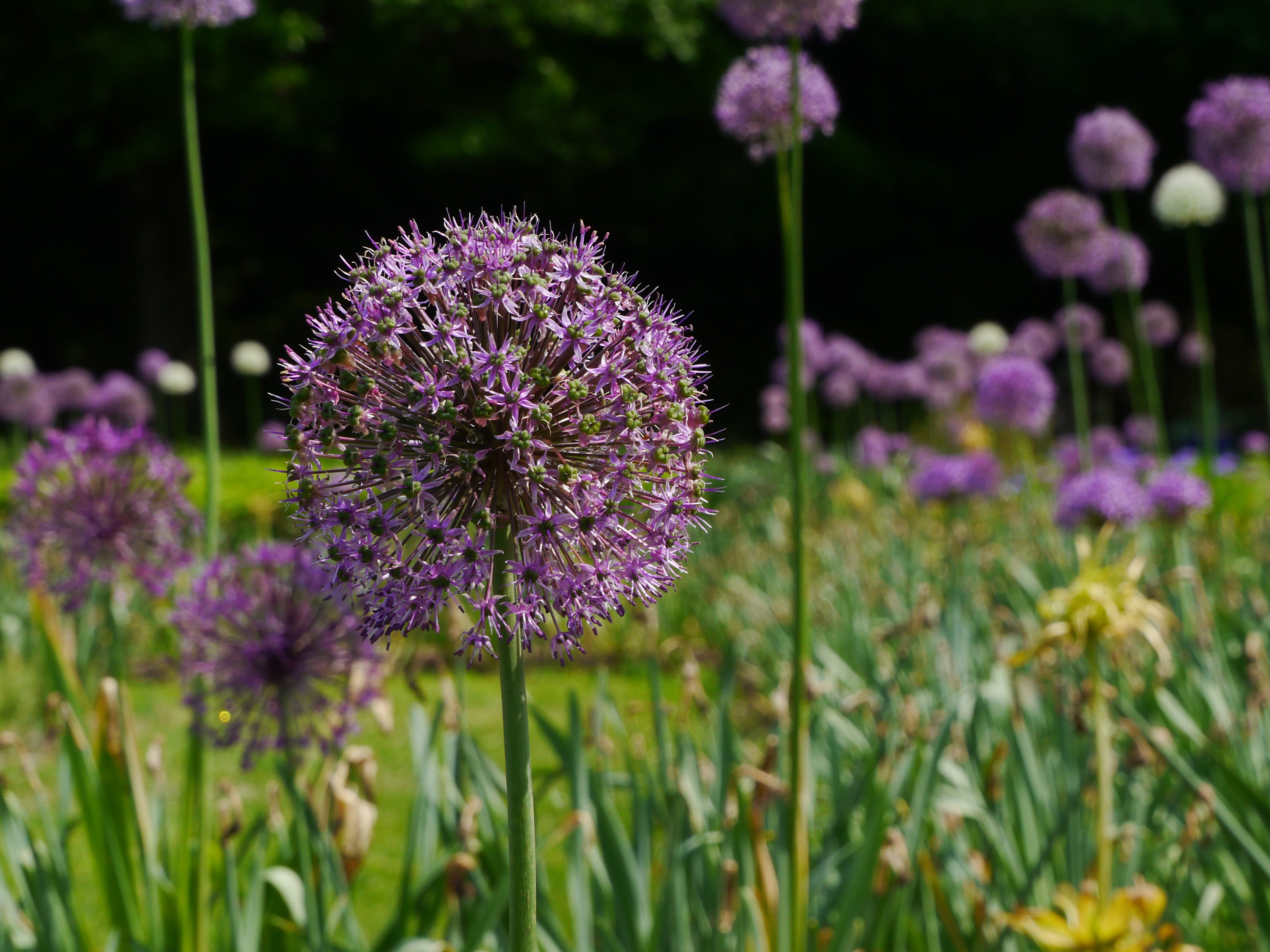nature, clover, focus on foreground, petal, flower images, beauty in nature, allium scorodoprasum, stock photos, no people, outdoors, ornamental onion, HD Wallpaper