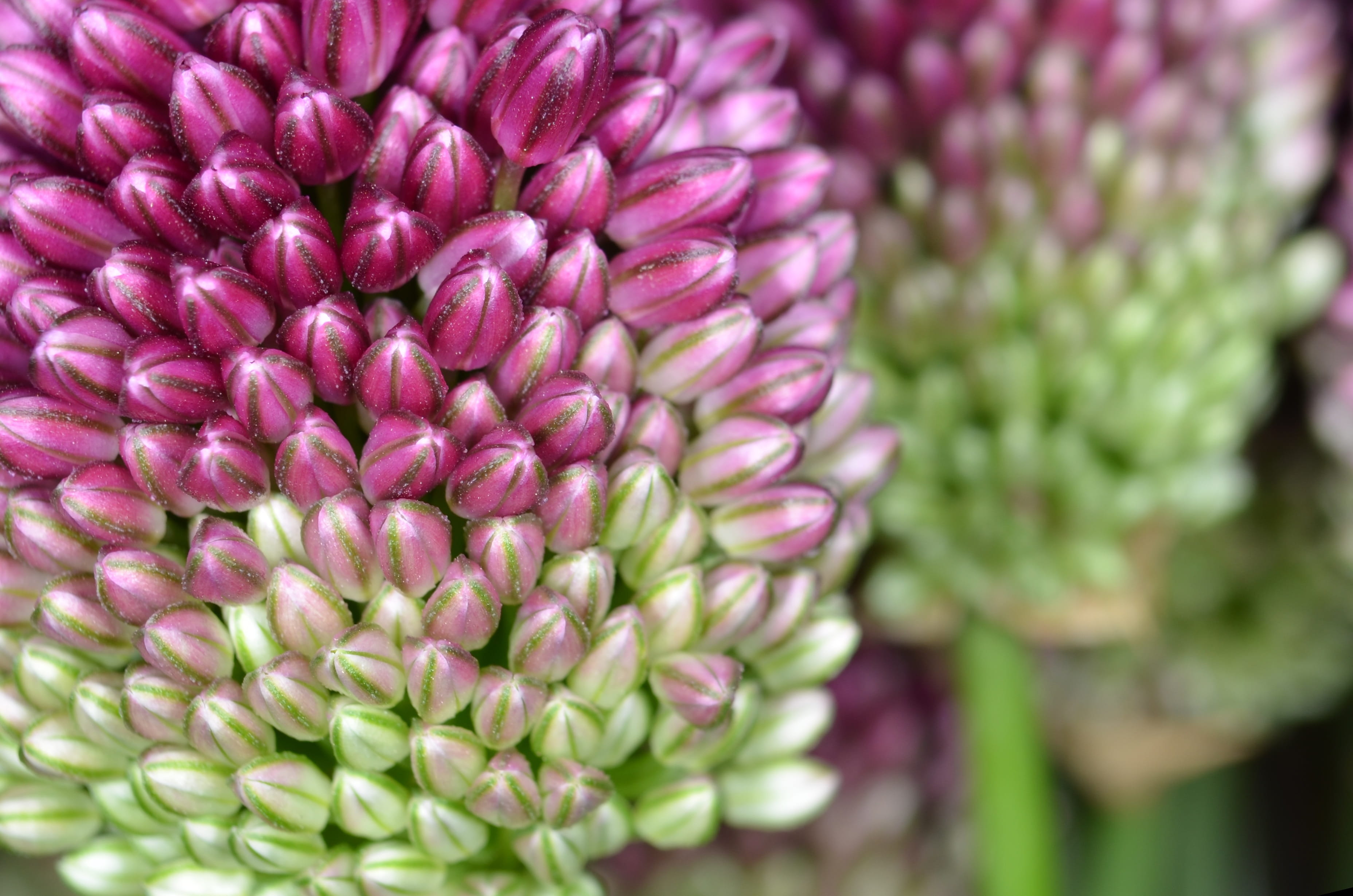 part of the flower, petal, pink, growth, nature, flora, spring, allium sphaerocephalon, pink color, ornamental onion, springtime, inflorescence, outdoors, HD Wallpaper