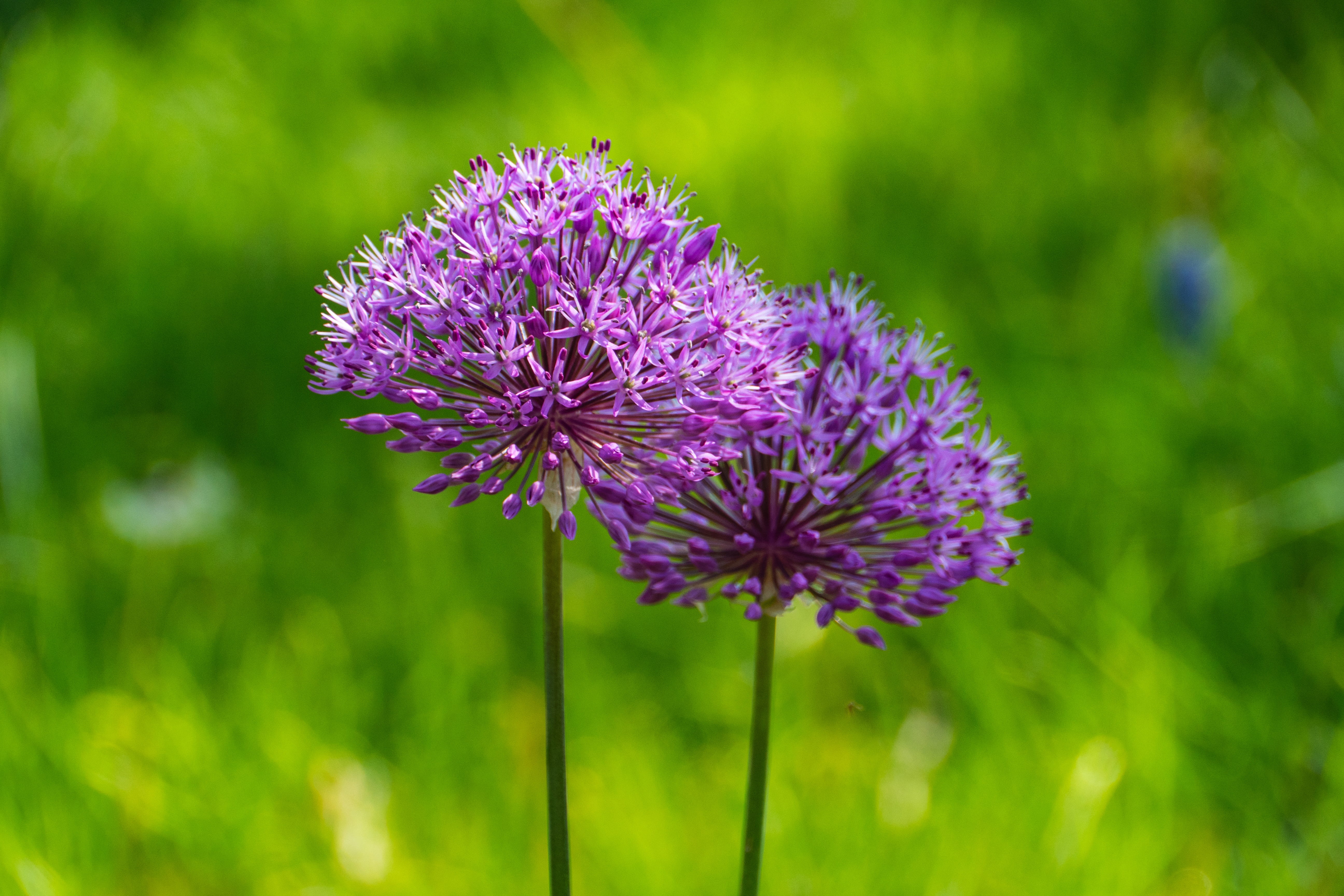outdoors, beauty in nature, close-up, field, inflorescence, flower, springtime, day, purple, vulnerability, nature, focus on foreground, clover, petal, HD Wallpaper