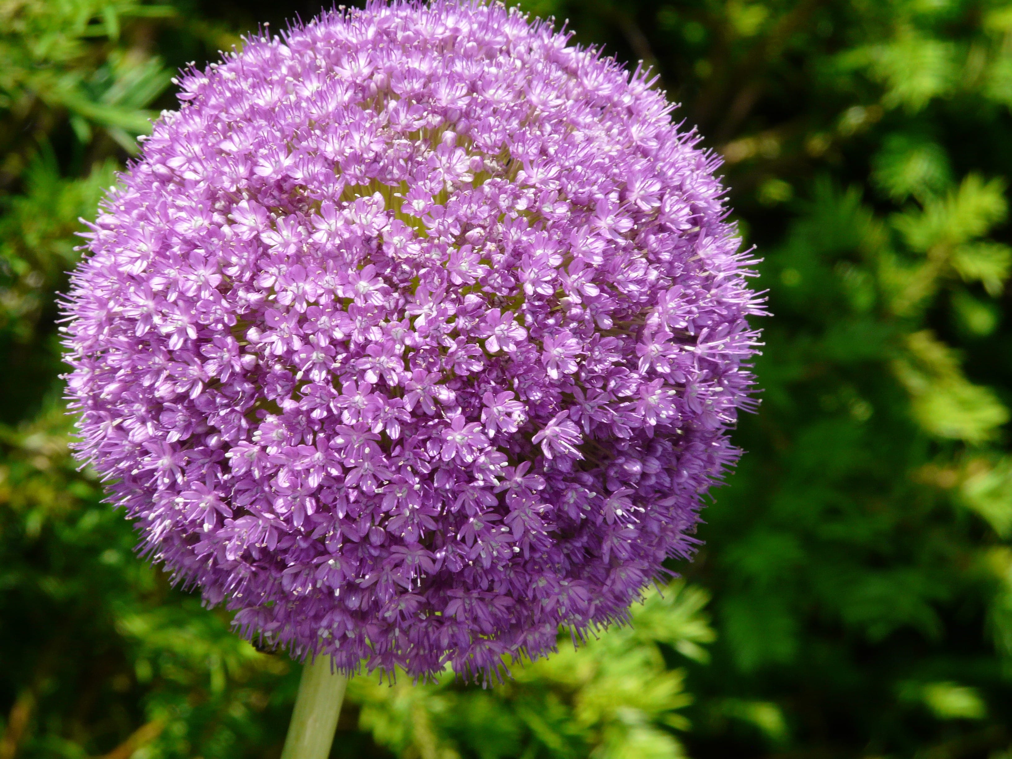 plant, onion, close-up, vulnerability, nature, flower, flowerbed, springtime, gardening, botany, freshness, flowering plant, flower head, inflorescence, HD Wallpaper
