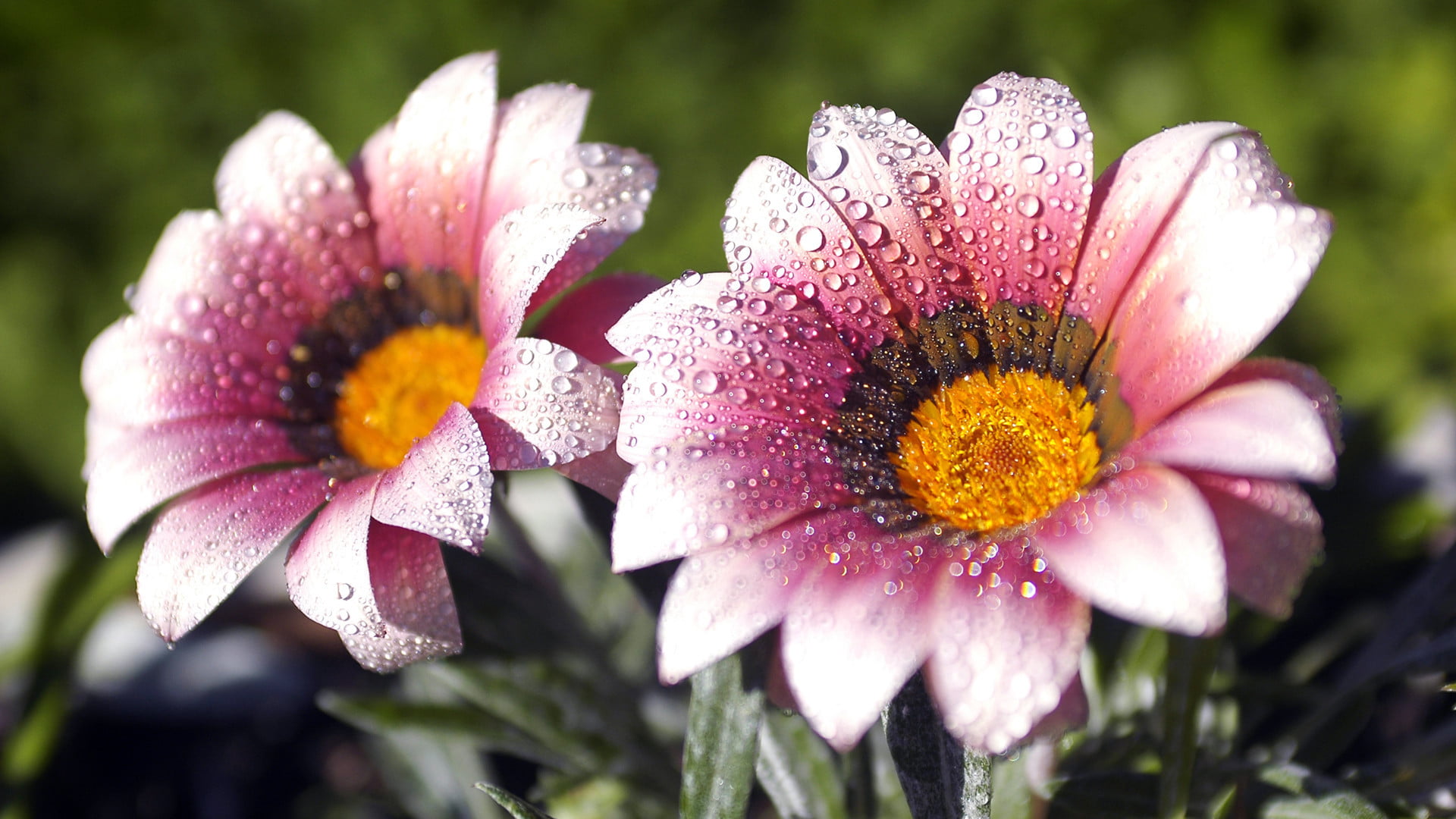 fragility, water, pollen, petals, dew, leaf, pink, leaves, vibrant, wild, beauty in nature, outdoors, no people, garden, focus on foreground, purple, flowers, HD Wallpaper
