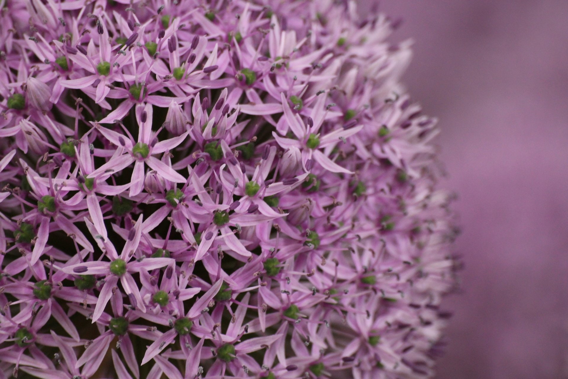 Allium, Blur, Pink Flower, Earth, Flower, Macro, 1080P, Nature, HD Wallpaper