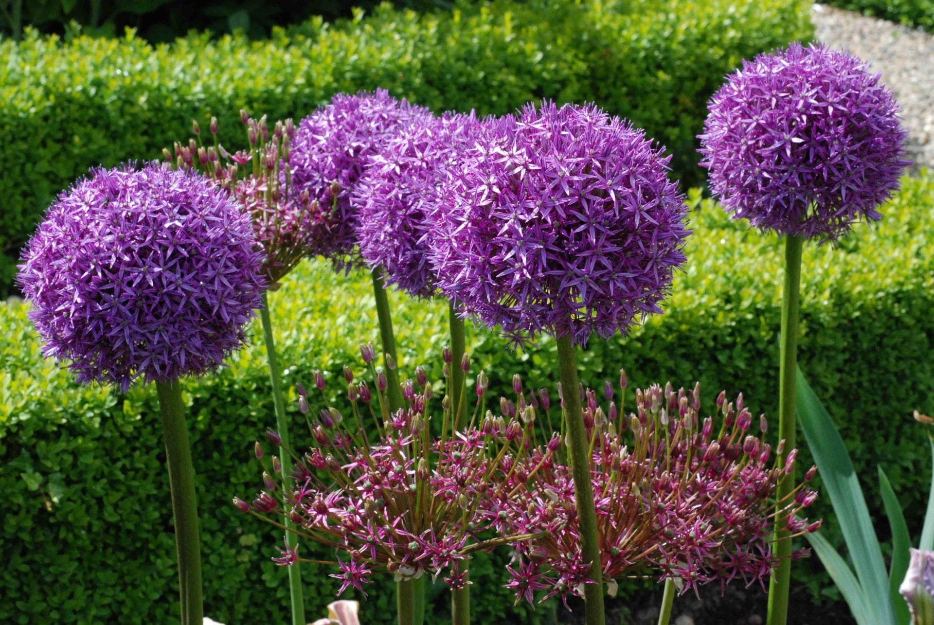 1080P, Earth, Flower, Close-Up, Nature, Purple Flower, Allium, HD Wallpaper