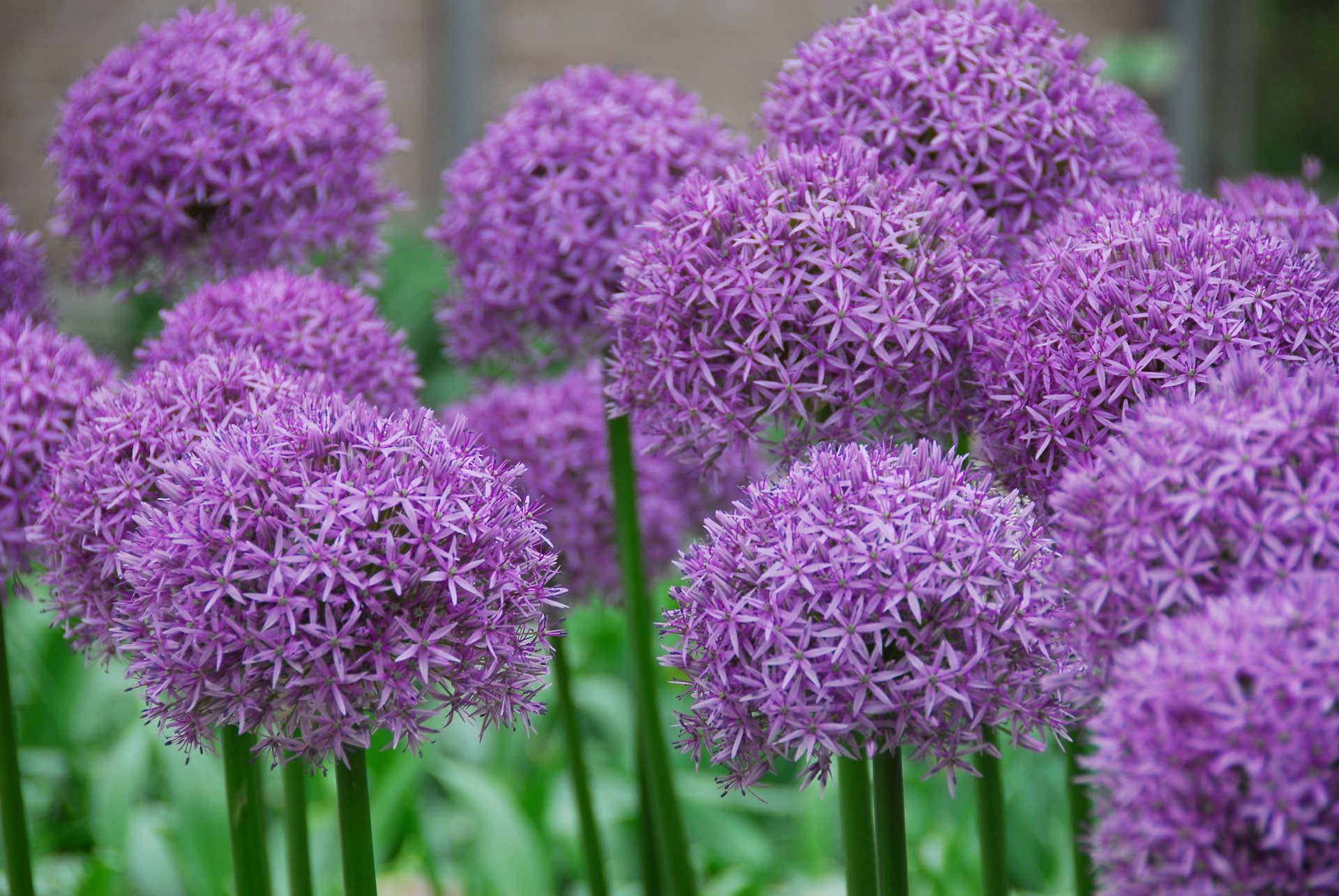 1080P, Flower, Allium, Nature, Pink Flower, Earth, HD Wallpaper