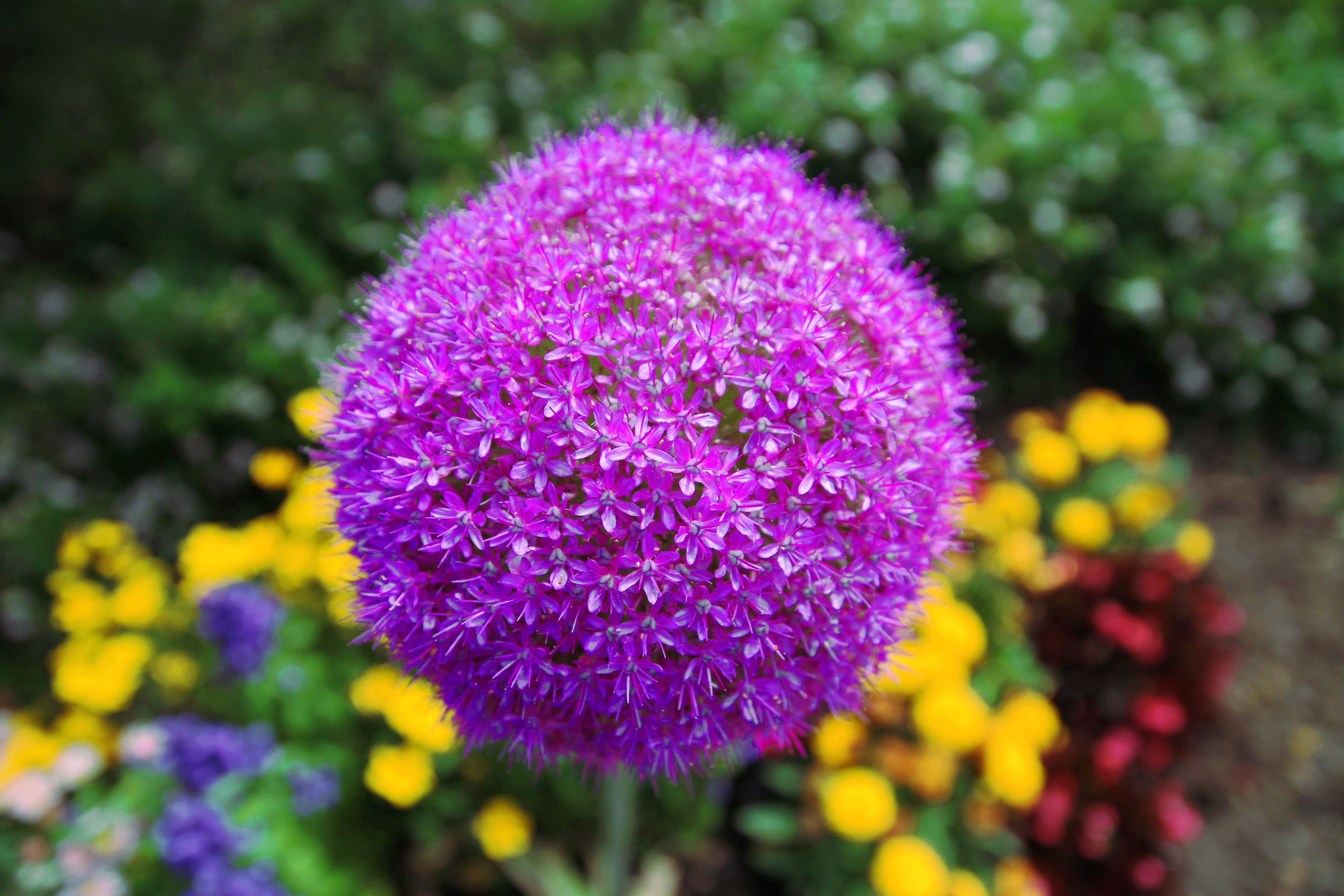 no people, focus on foreground, freshness, flower head, pink, petal, growth, flowerbed, springtime, close, ornamental garden, purple, blossom, star ball leek, HD Wallpaper