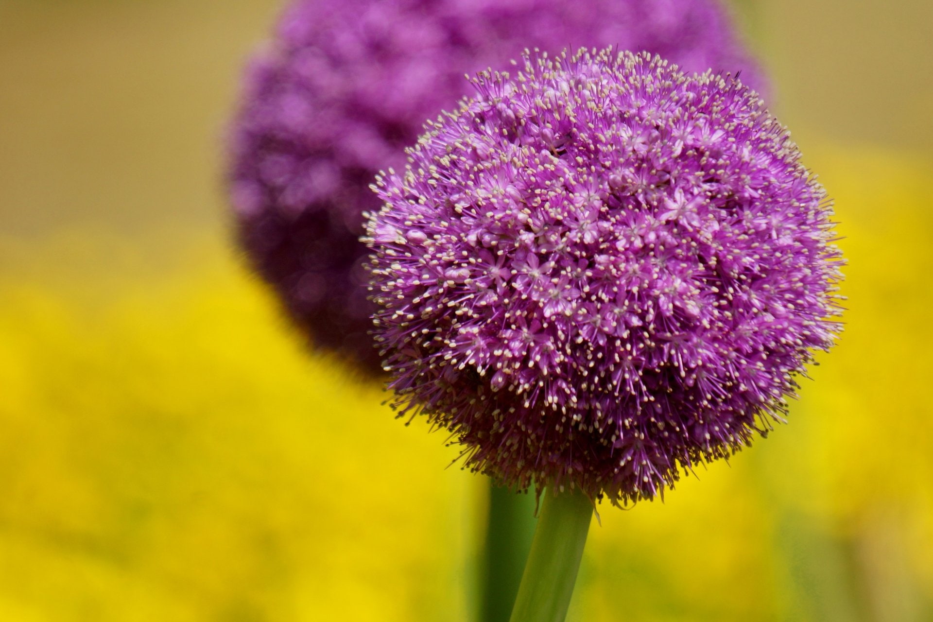Pink Flower, Blur, Earth, 1080P, Nature, Flower, Macro, Allium, HD Wallpaper