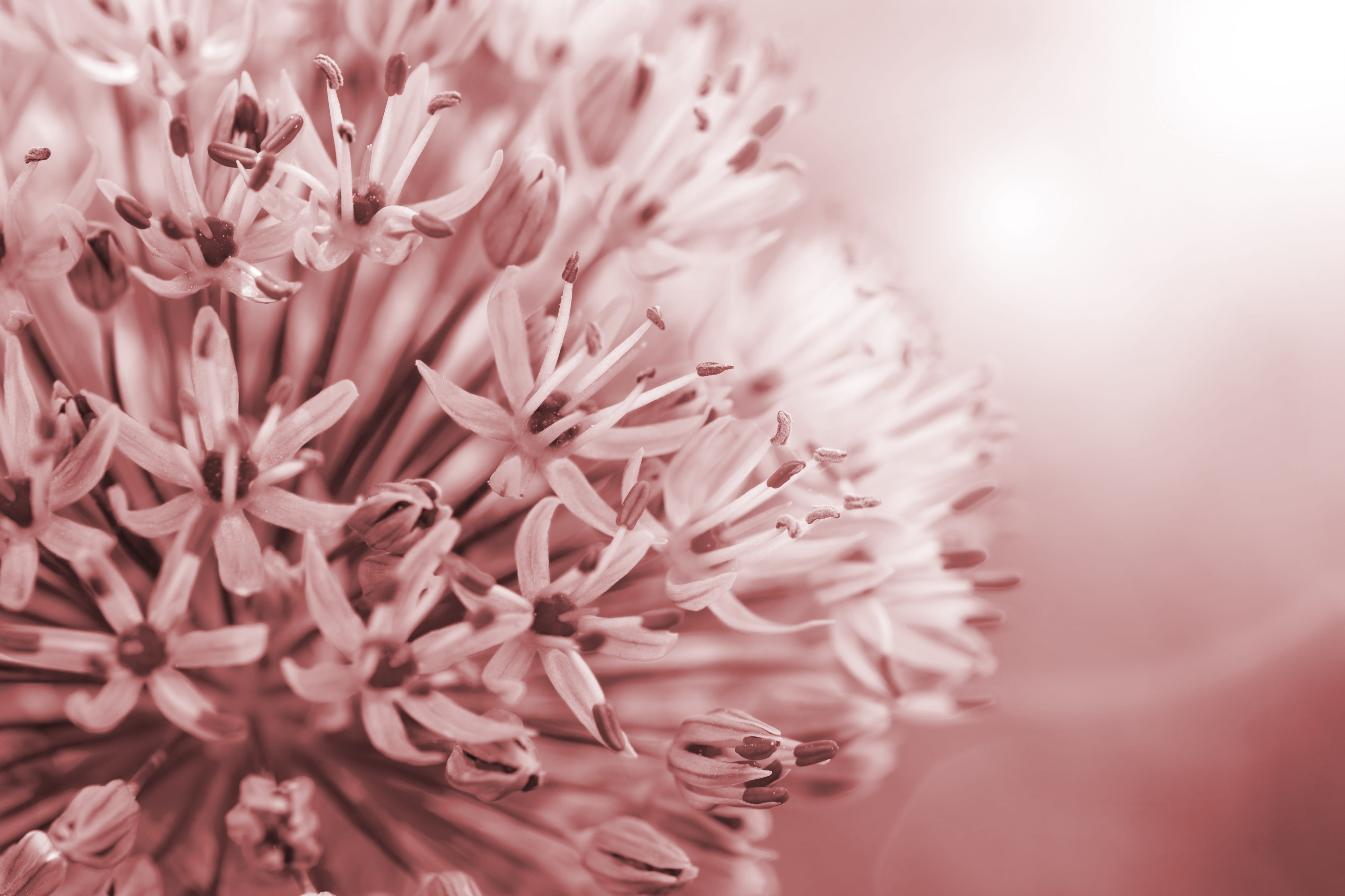 inflorescence, petal, vulnerability, flower head, onion plant, bunch of flowers, flower, no people, leek, fragility, springtime, flowering plant, leek flower, HD Wallpaper