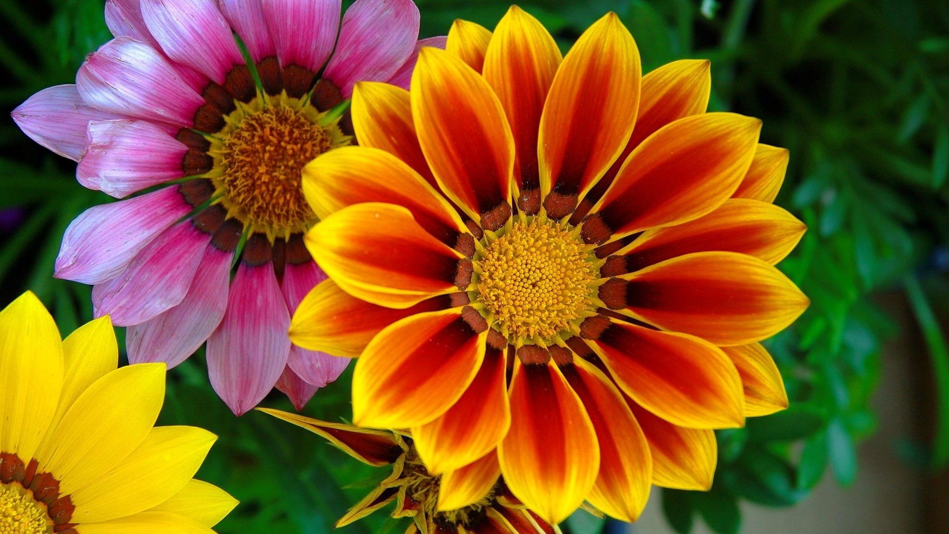 Colorful, Flowers, Colors, Earth, Gazania, Close-Up, 1080P, Orange Flower, Flower, HD Wallpaper
