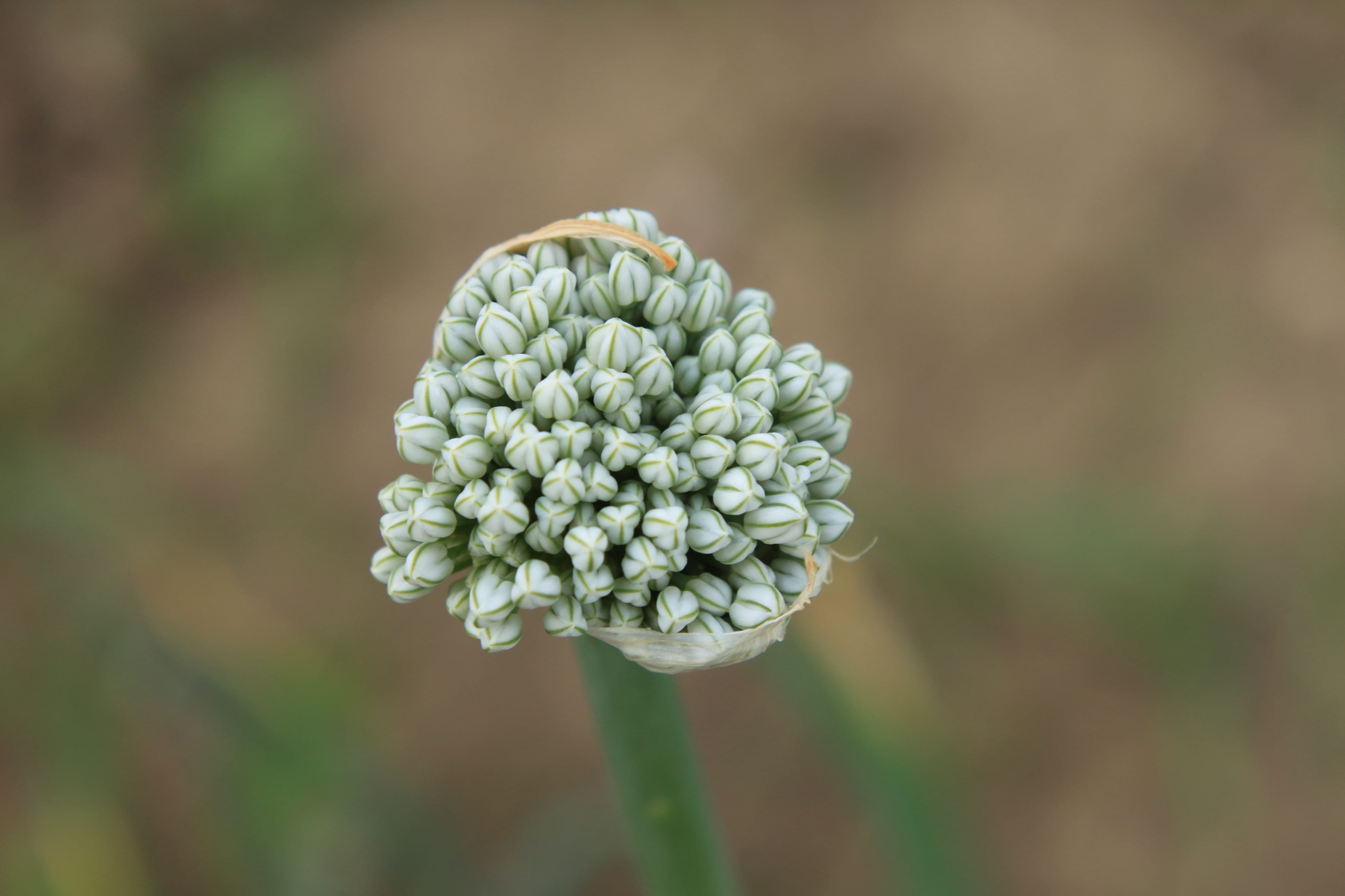 garden, inflorescence, close-up, 4K, petal, no people, Agriculture, growth, outdoors, freshness, day, botany, vulnerability, fragility, Buds, Allium, seeds, HD Wallpaper