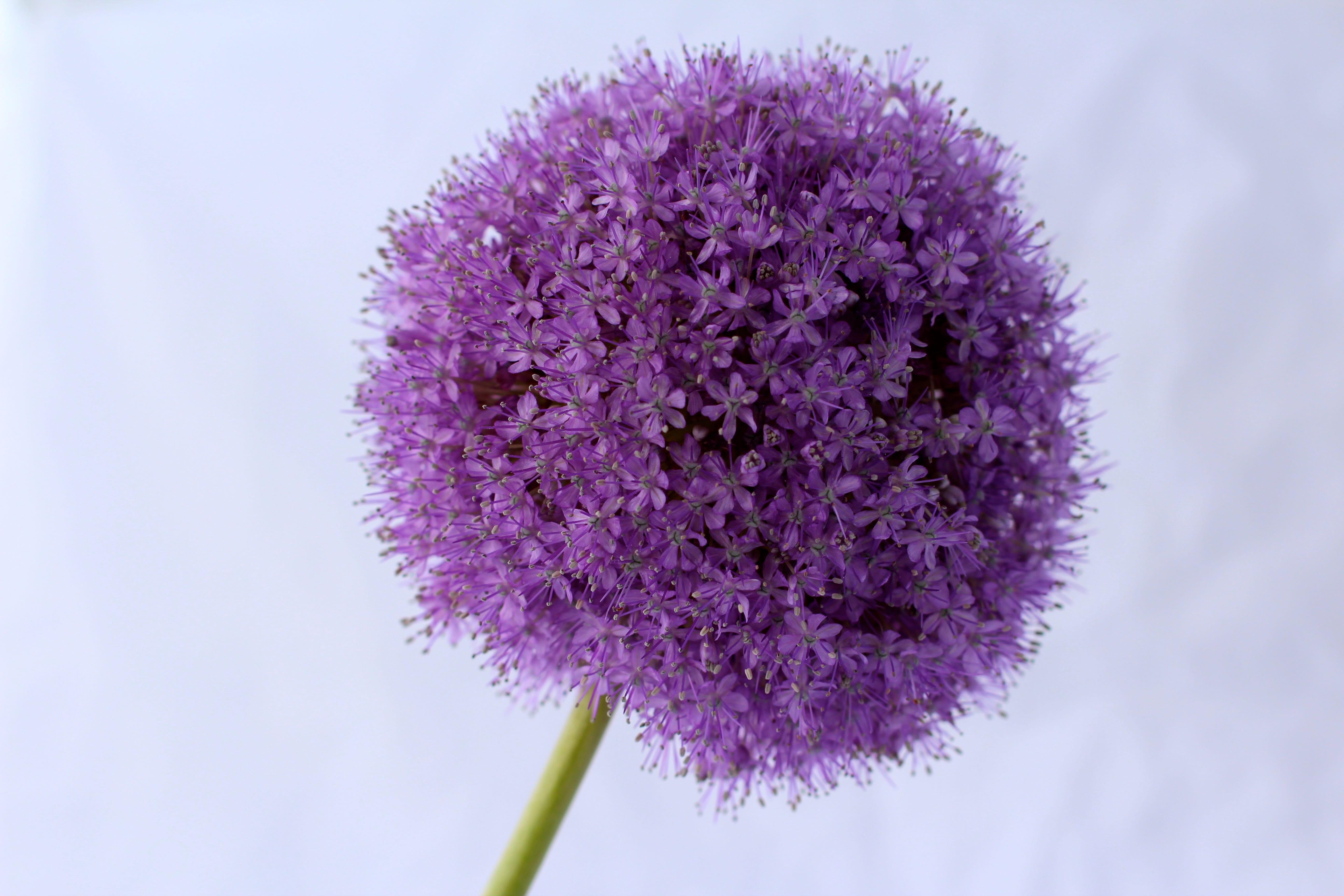 petal, flowering plant, freshness, flower, inflorescence, plant, vulnerability, Flower, food, Allium, ornamental onion, softness, close-up, no people, lilac, HD Wallpaper