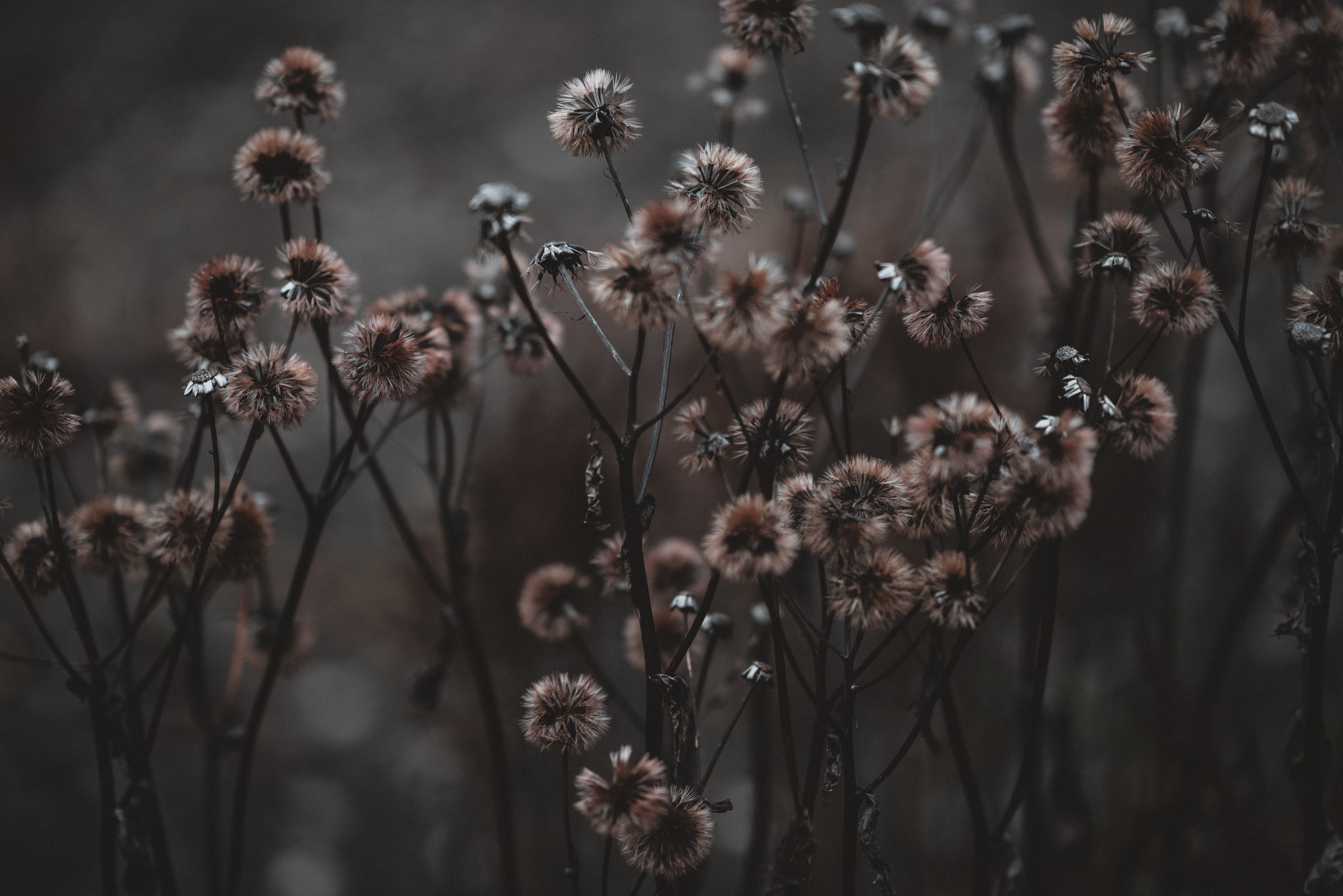 beauty in nature, petaled, light, no people, flower head, asteraceae, weed, 8K, animal, selective focus, tranquility, plant, growth, grass, flowering plant, HD Wallpaper