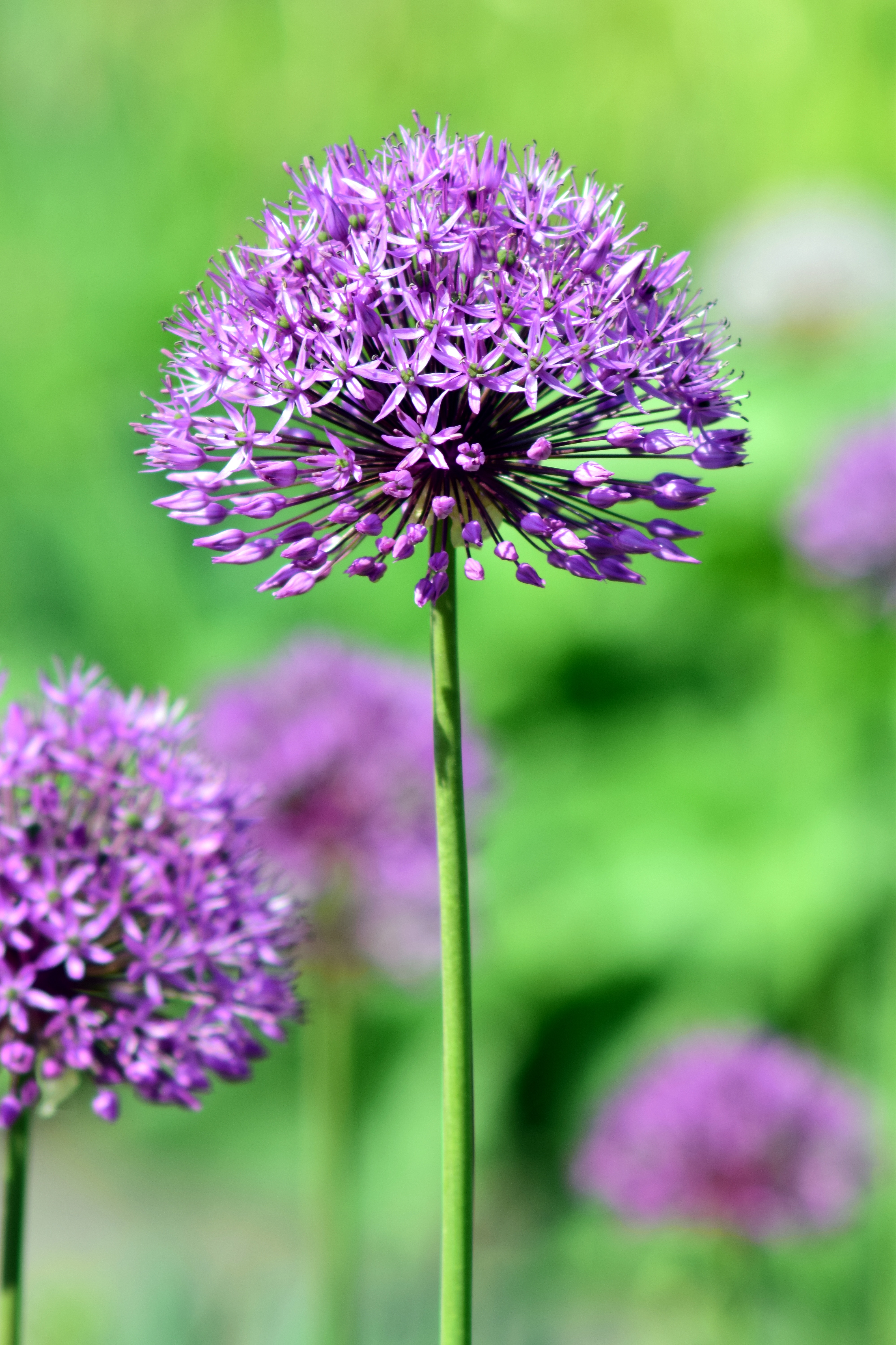 plant stem, 5K, flower, petal, leek flower, sphaerocephalon, freshness, leek greenhouse, zwiebelpflanze, bloom, flowering plant, no people, purple flower, Phone HD Wallpaper