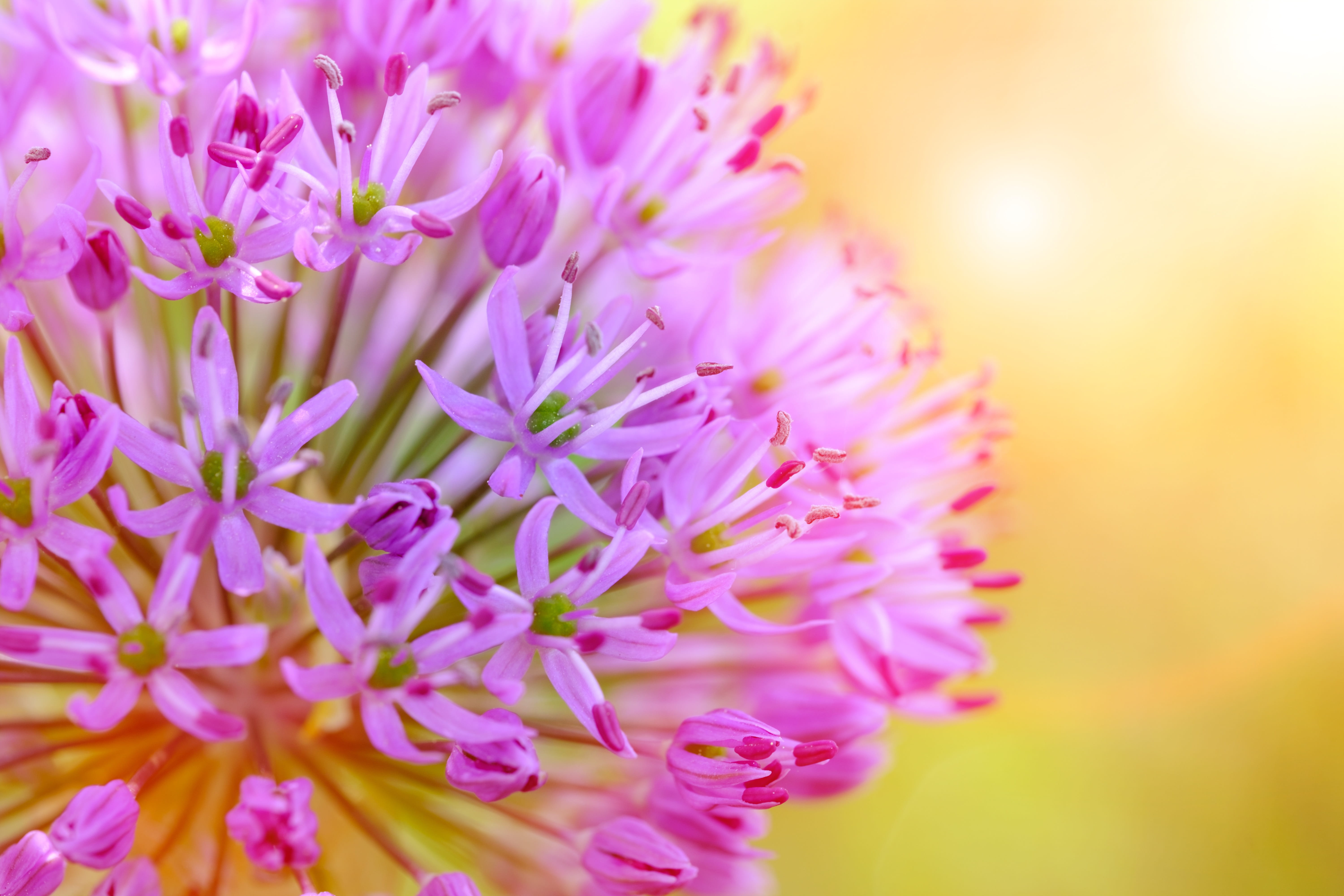 leek, vulnerability, violet, flower head, pink, photo, freshness, onion plant, flower, leek flower, blossom, growth, ornamental onion, fragility, nature, HD Wallpaper