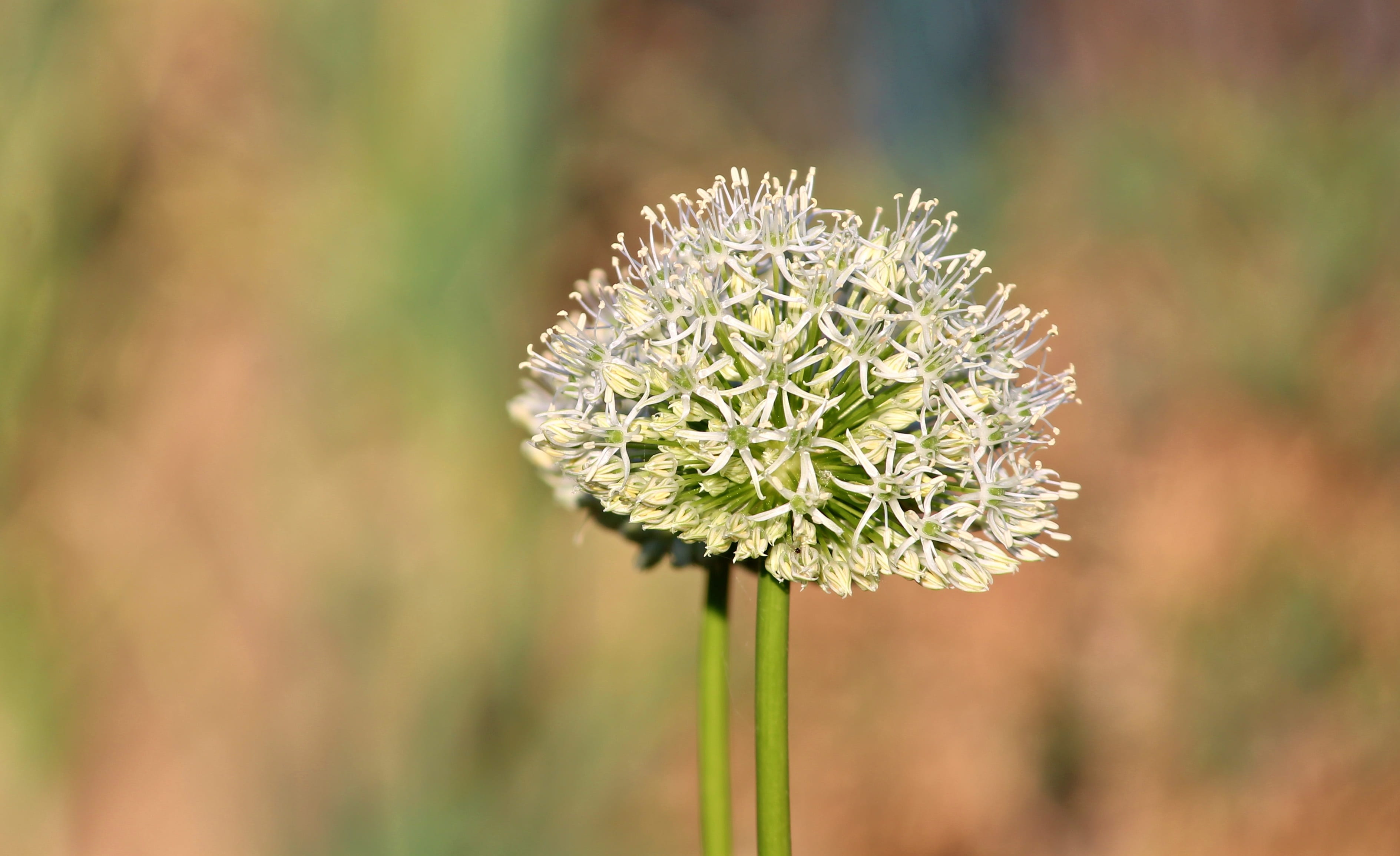 freshness, garden plant, ornamental plant, allium, flower, bloom, flower ball, plant stem, growth, plant, white, garden, fragility, pollination, outdoors, HD Wallpaper