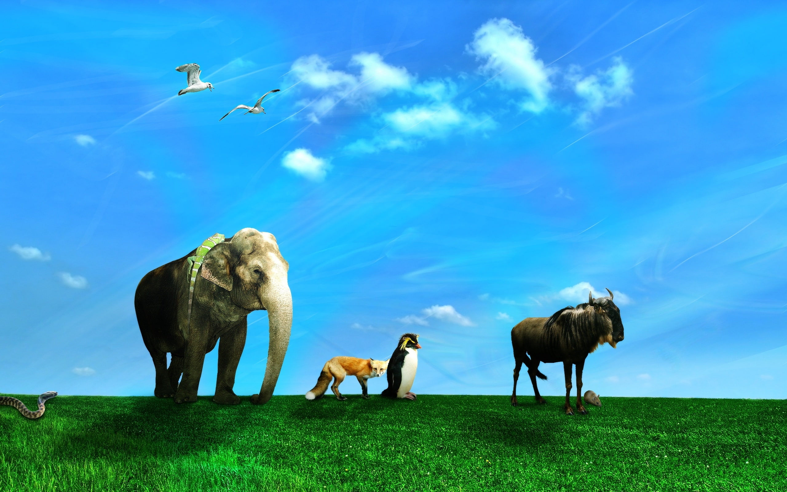 movement, 2K, elephant, HD Wallpaper