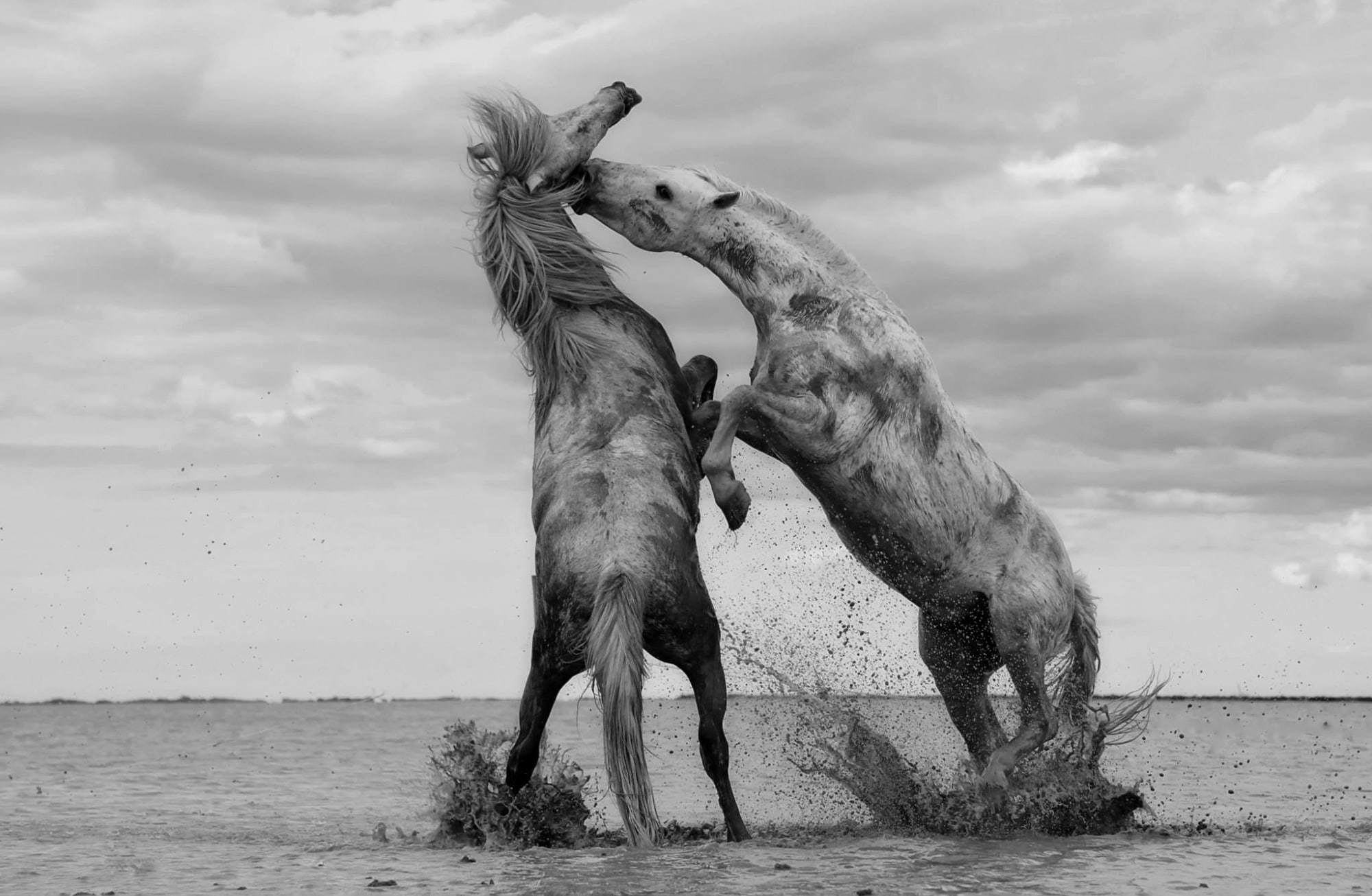 fighting, animal, Wild, animal wildlife, mammal, land, animal themes, day, 1080P, sea, Black and White, Water, no people, cloud - sky, Fight, two, sky, HD Wallpaper