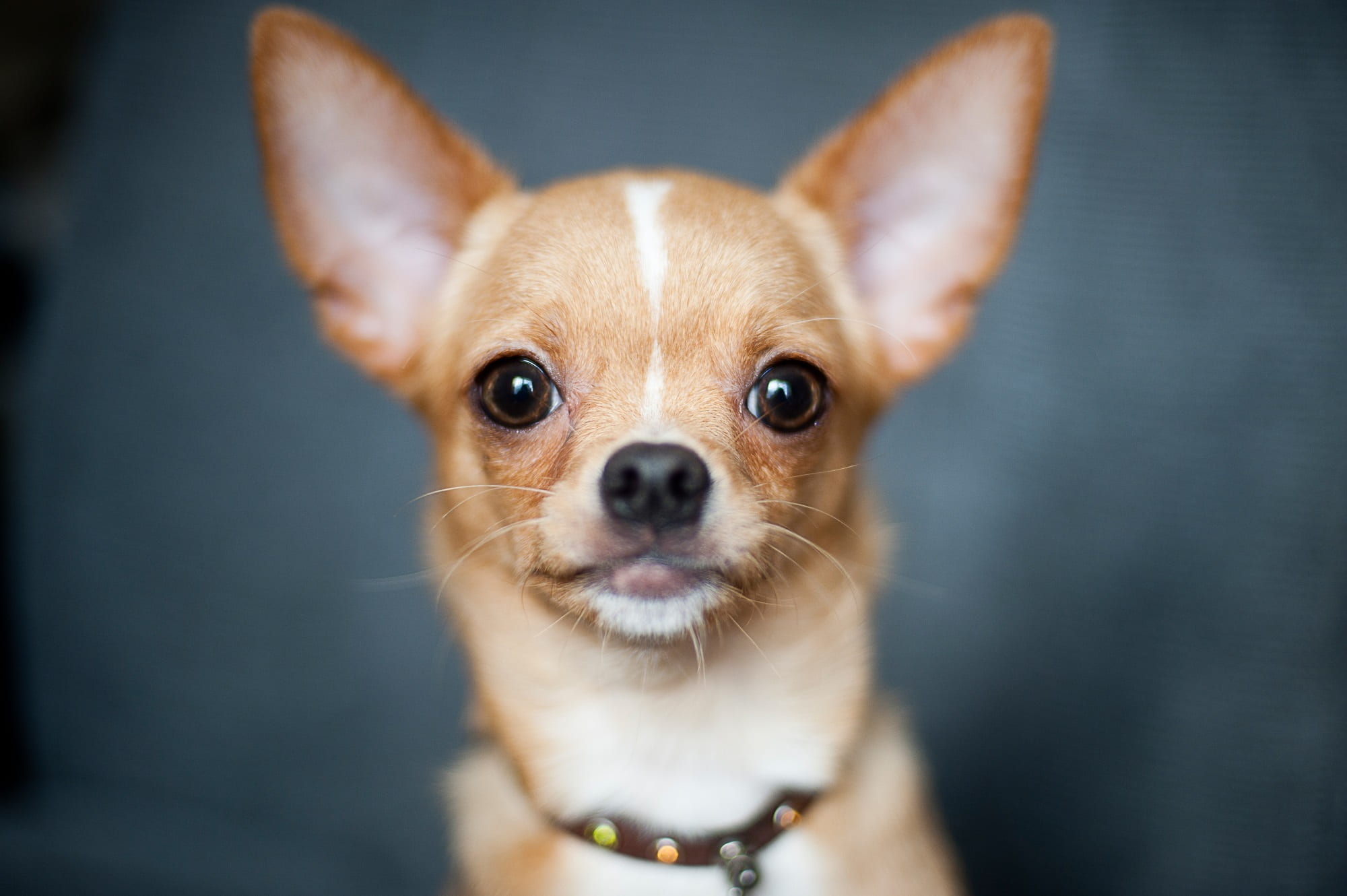domestic animals, chihuahua - dog, animal, 1080P, no people, domestic, collard, collar, animal themes, portrait, vertebrate, one animal, photo, brown, HD Wallpaper