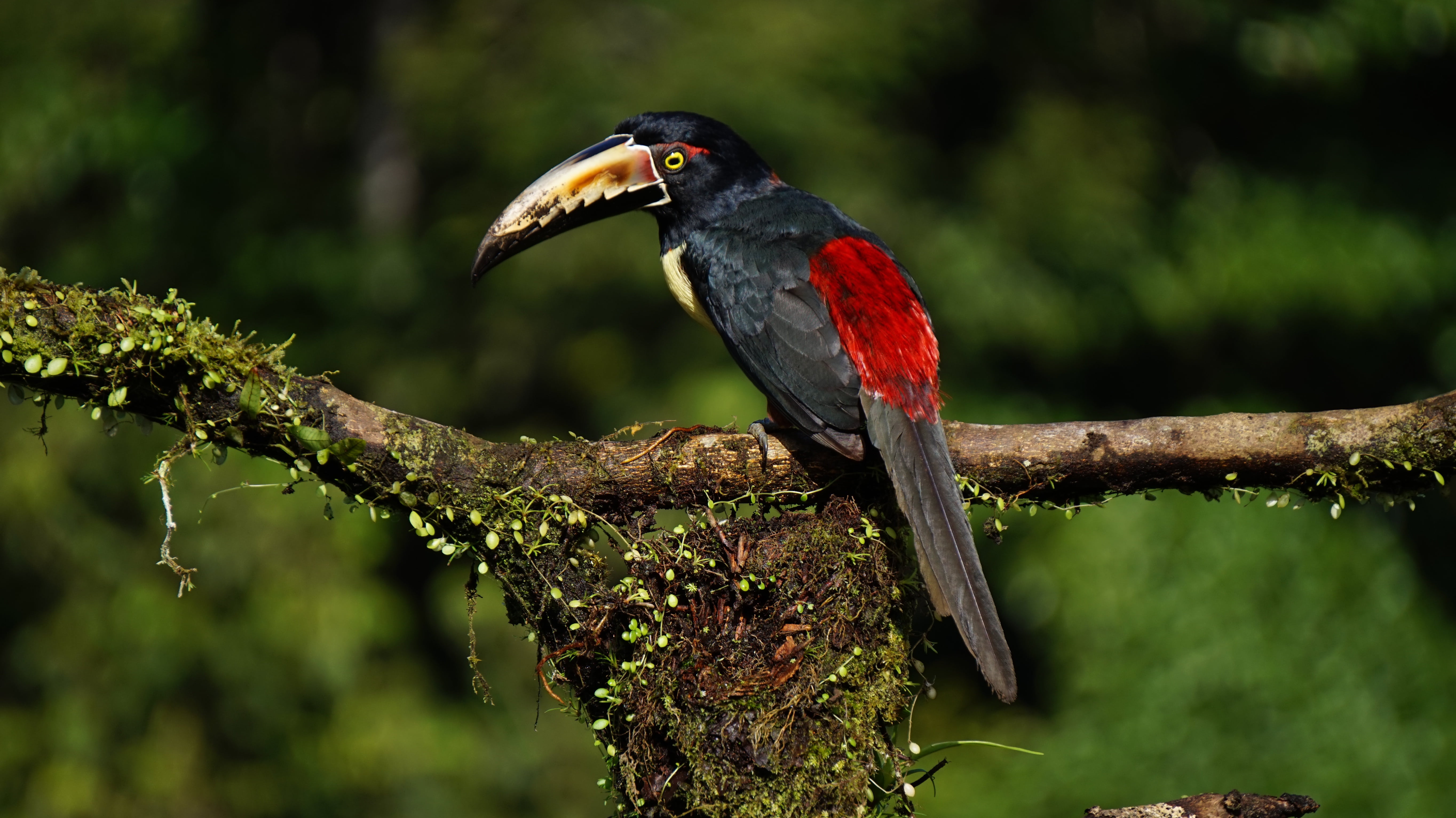 beak, wildlife, branch, tropical Rainforest, animal wildlife, bird, tree, collard araceri, no people, forest, black, red, plant, day, nature, full length, HD Wallpaper