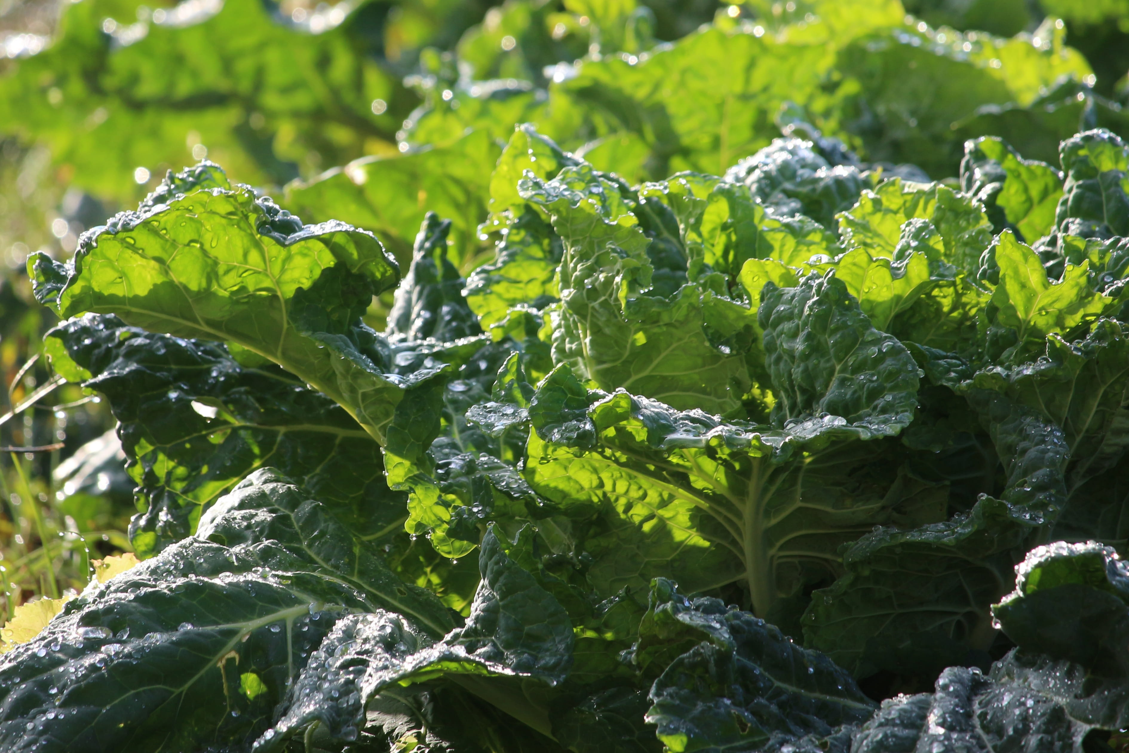 leafy greens, nutrition, food, outdoors, land, close-up, sunlight, nature, vegetarian, day, veg, greens, no people, leafy, beauty in nature, 2K, field, HD Wallpaper