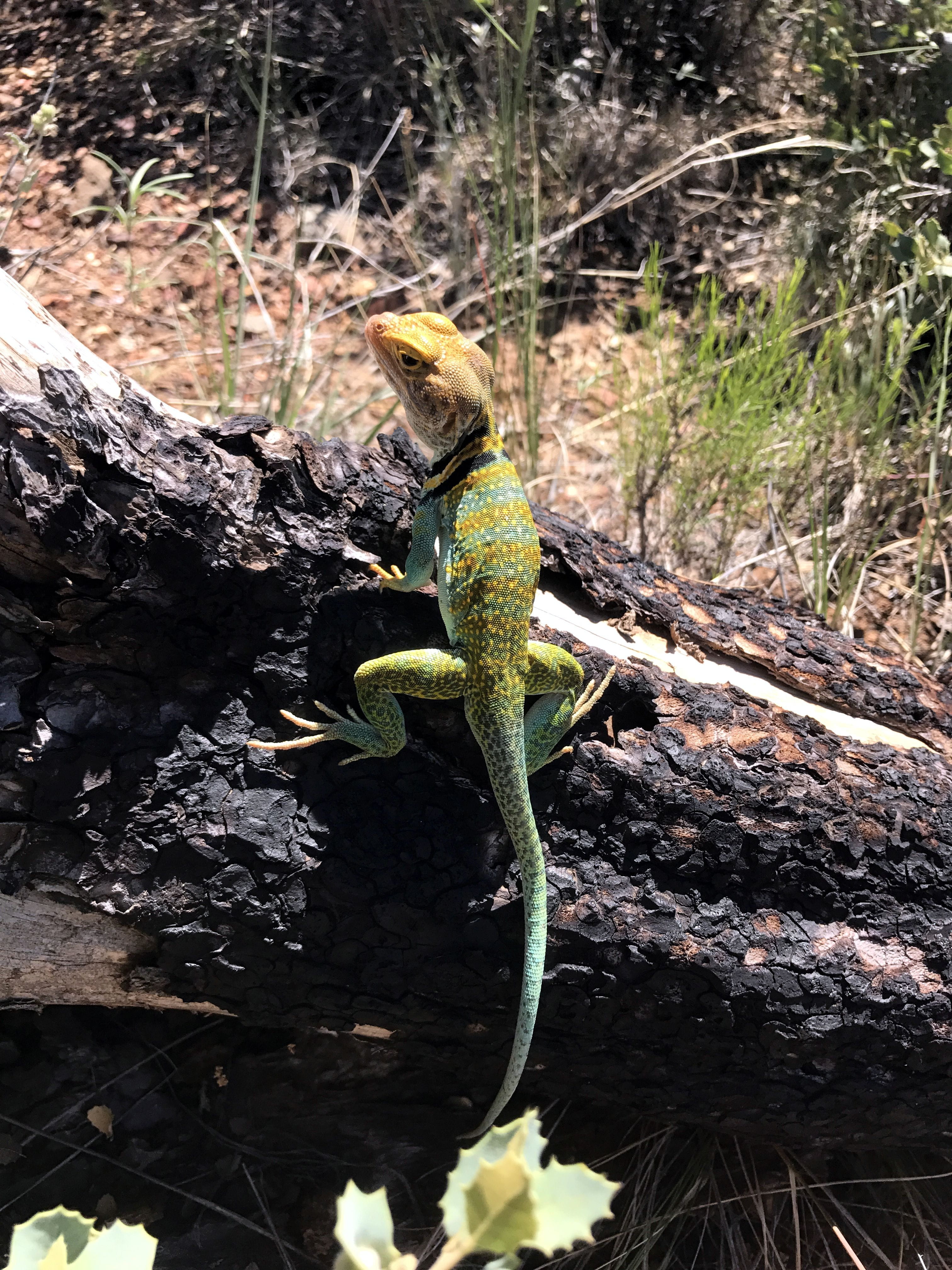day, no people, close-up, reptile, tree, animal wildlife, wildlife, Gecko, animals In The Wild, sedona, animal, tropical Climate, life, Eastern, colorful, Phone HD Wallpaper