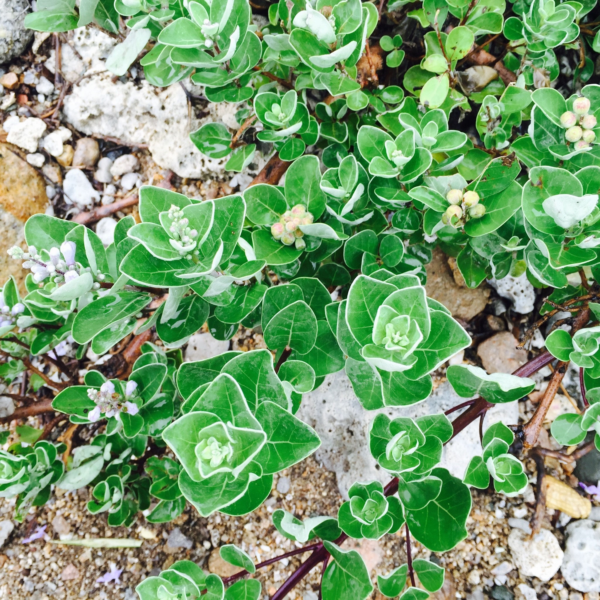 land, outdoors, succulent plant, day, field, leaf, botany, beauty in nature, green, vinh hy, viet nam, tranquility, high angle view, fragility, stone growing plants, Phone HD Wallpaper