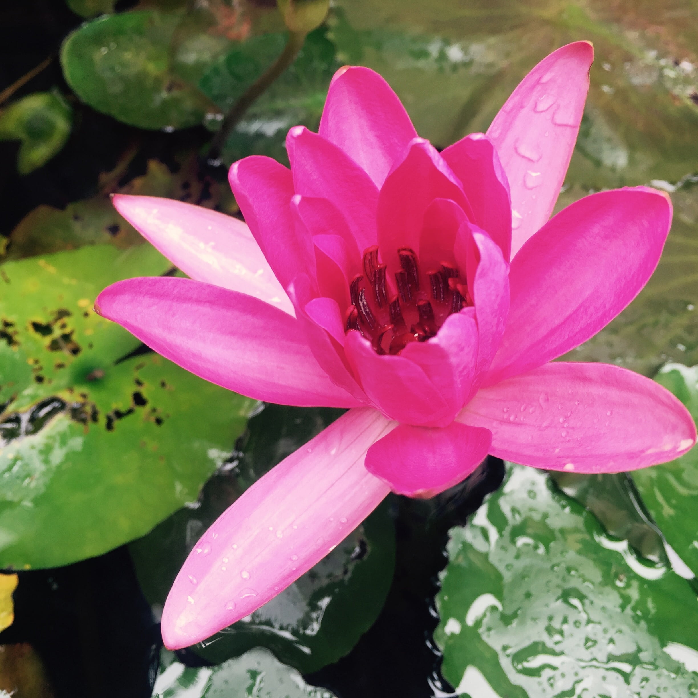 sung flower, flower Head, leaf, flowering plant, viet nam, petal, floating on water, pond, close-up, pink Color, summer, no people, pollen, plant part, Phone HD Wallpaper