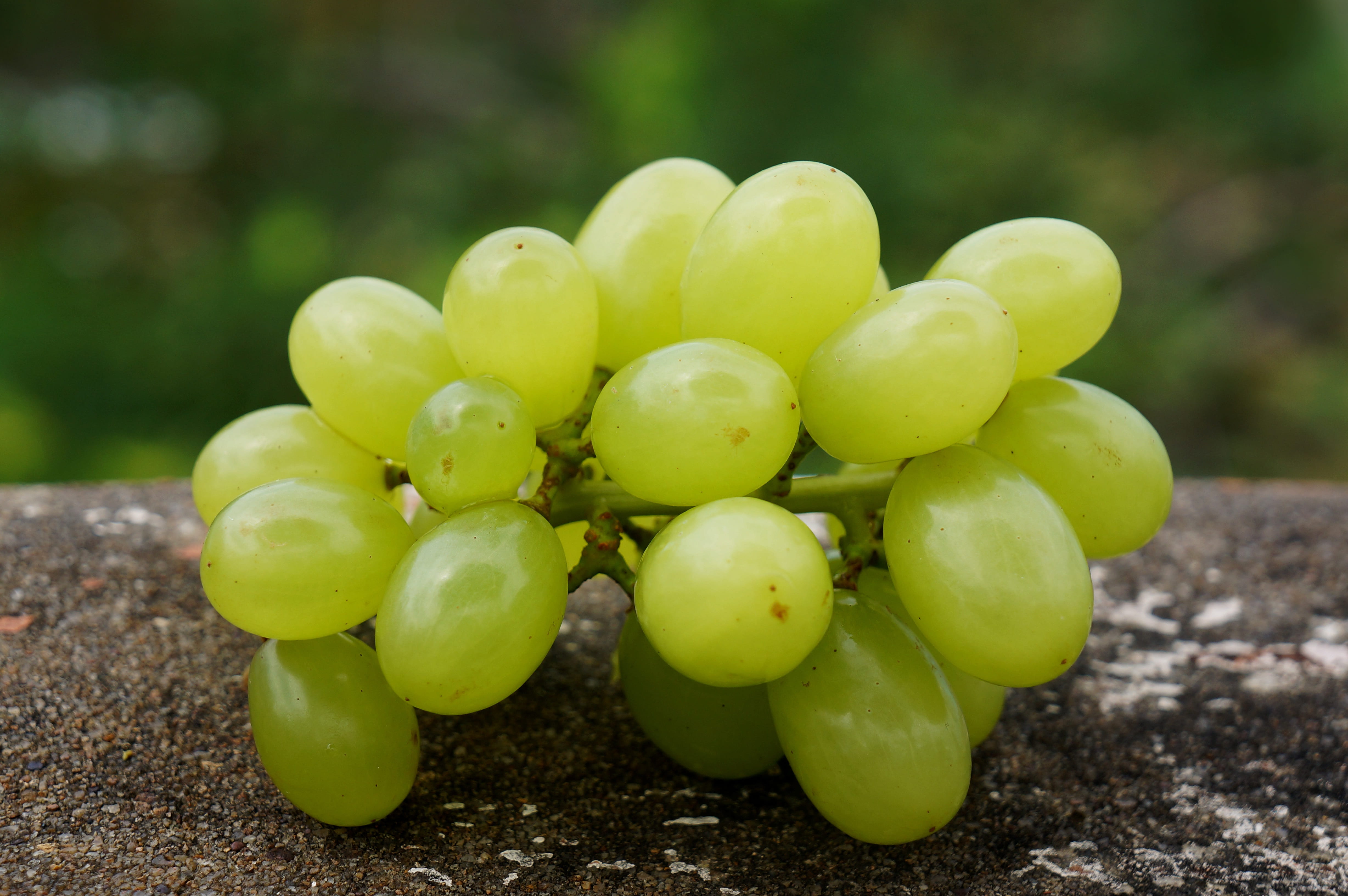 4K, wellbeing, growth, food, green color, bunch, field, healthy eating, day, grape, plant, agriculture, close-up, outdoors, ripe, food and drink, no people, HD Wallpaper