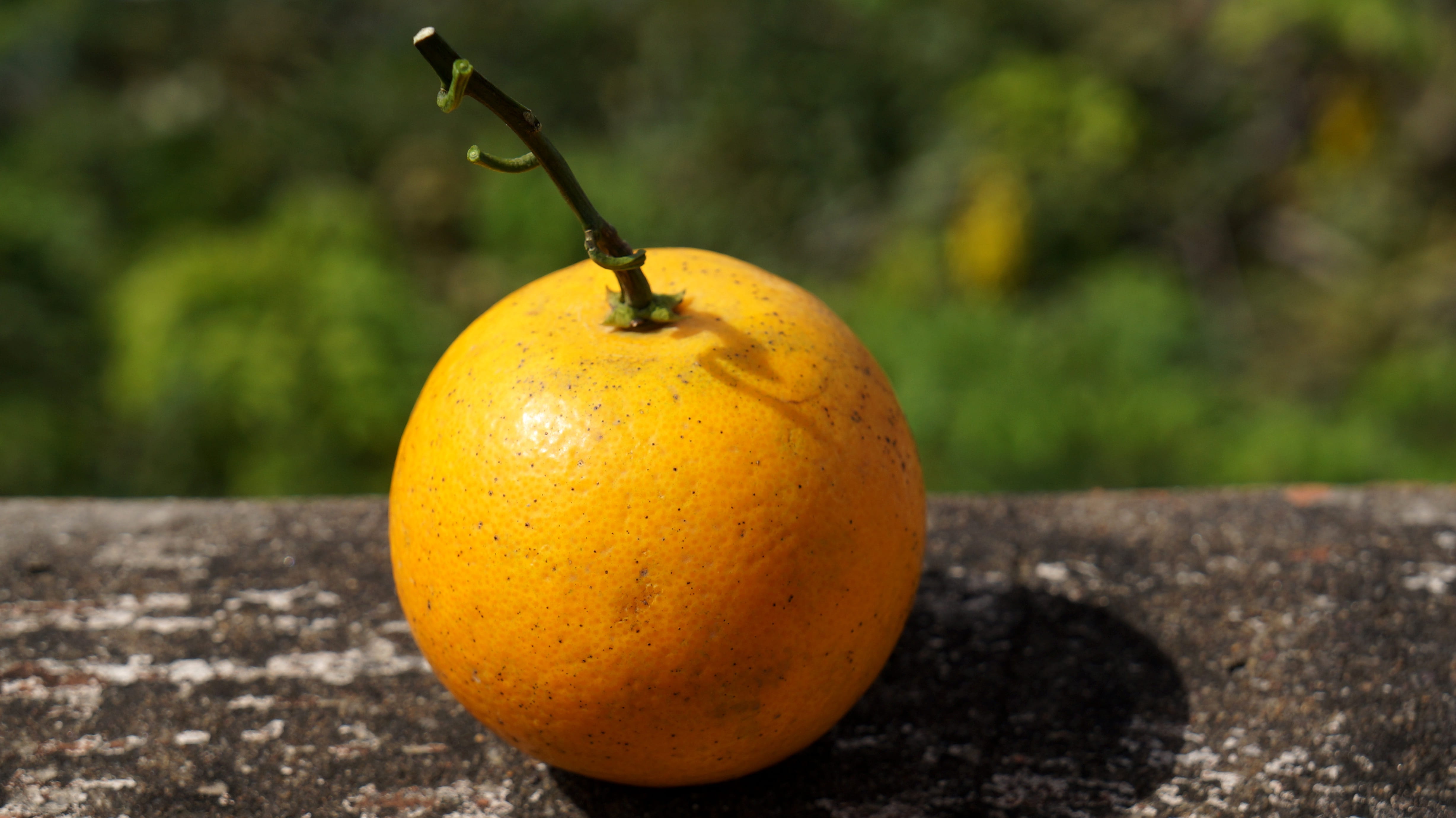 orange yellow, 4K, tree, close-up, focus on foreground, freshness, orange color, single object, food and drink, wellbeing, food, pear, healthy eating, HD Wallpaper