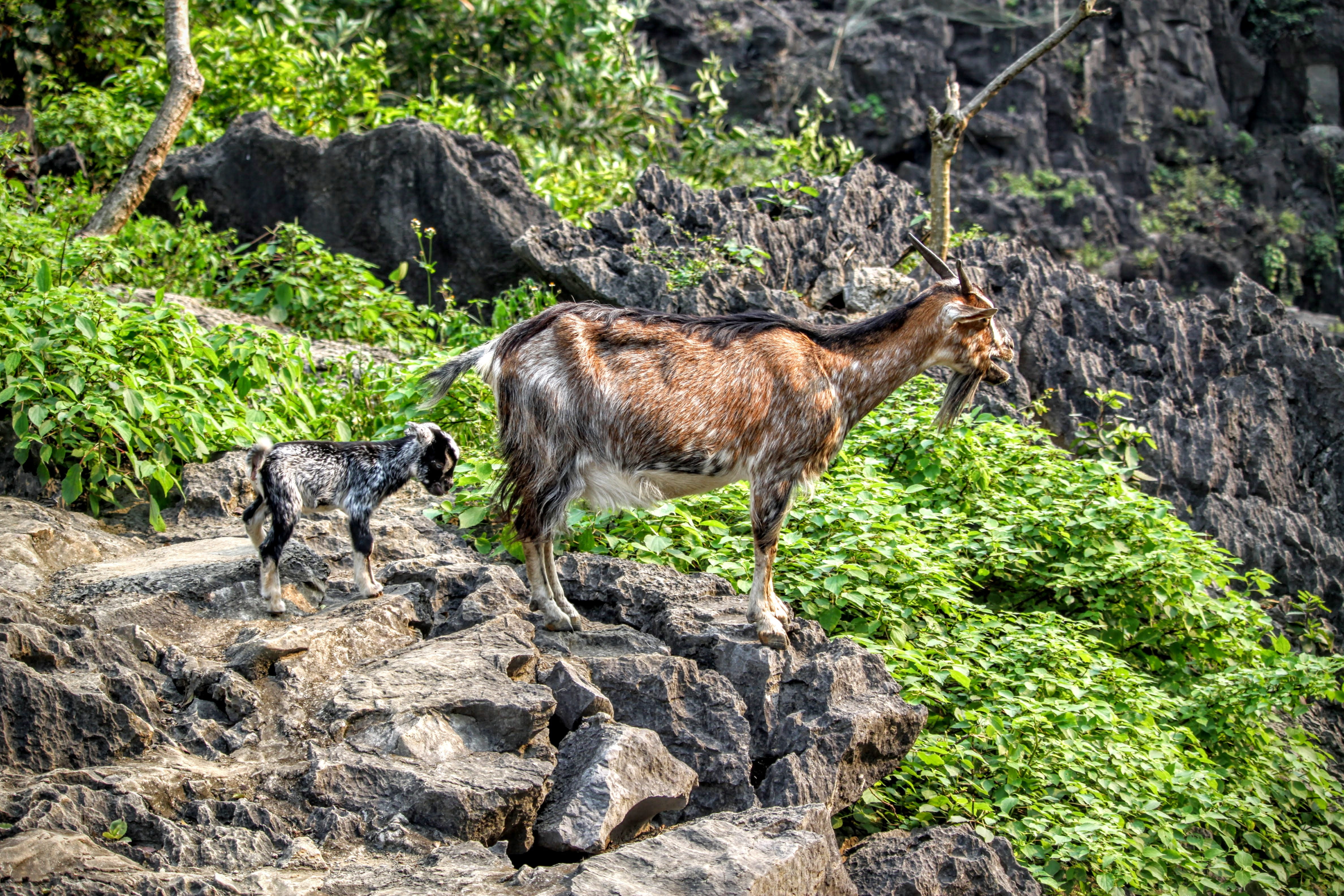 no people, rock - object, vietnam, tree, solid, animal, nature, ninh bình province, mammal, plant, side view, standing, domestic animals, one animal, 4K, HD Wallpaper