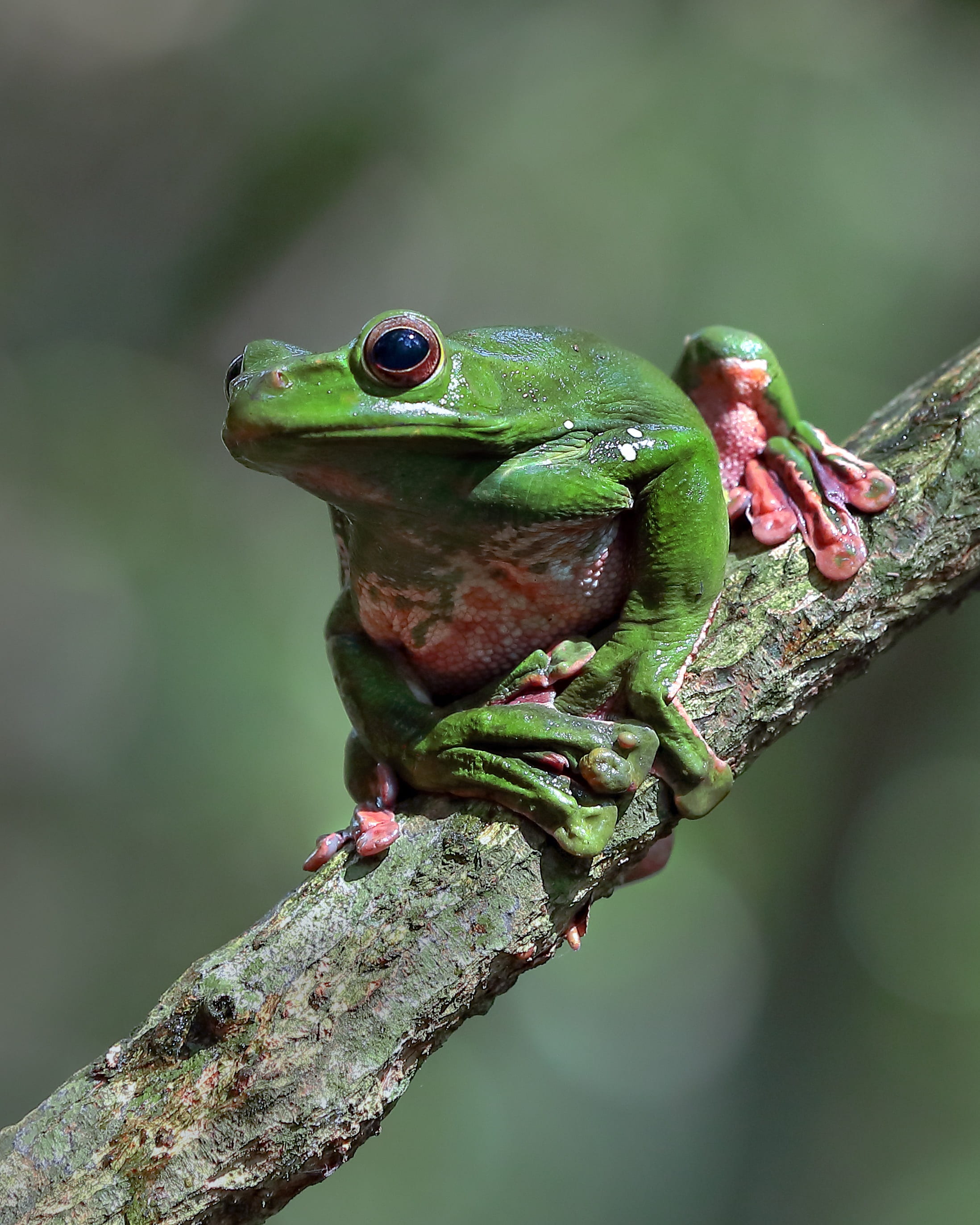 wildlife, green frog, close-up, outdoors, plant part, nature, plant, no people, green color, tree, 2K, frog, branch, animal eye, vertebrate, focus on foreground, Phone HD Wallpaper